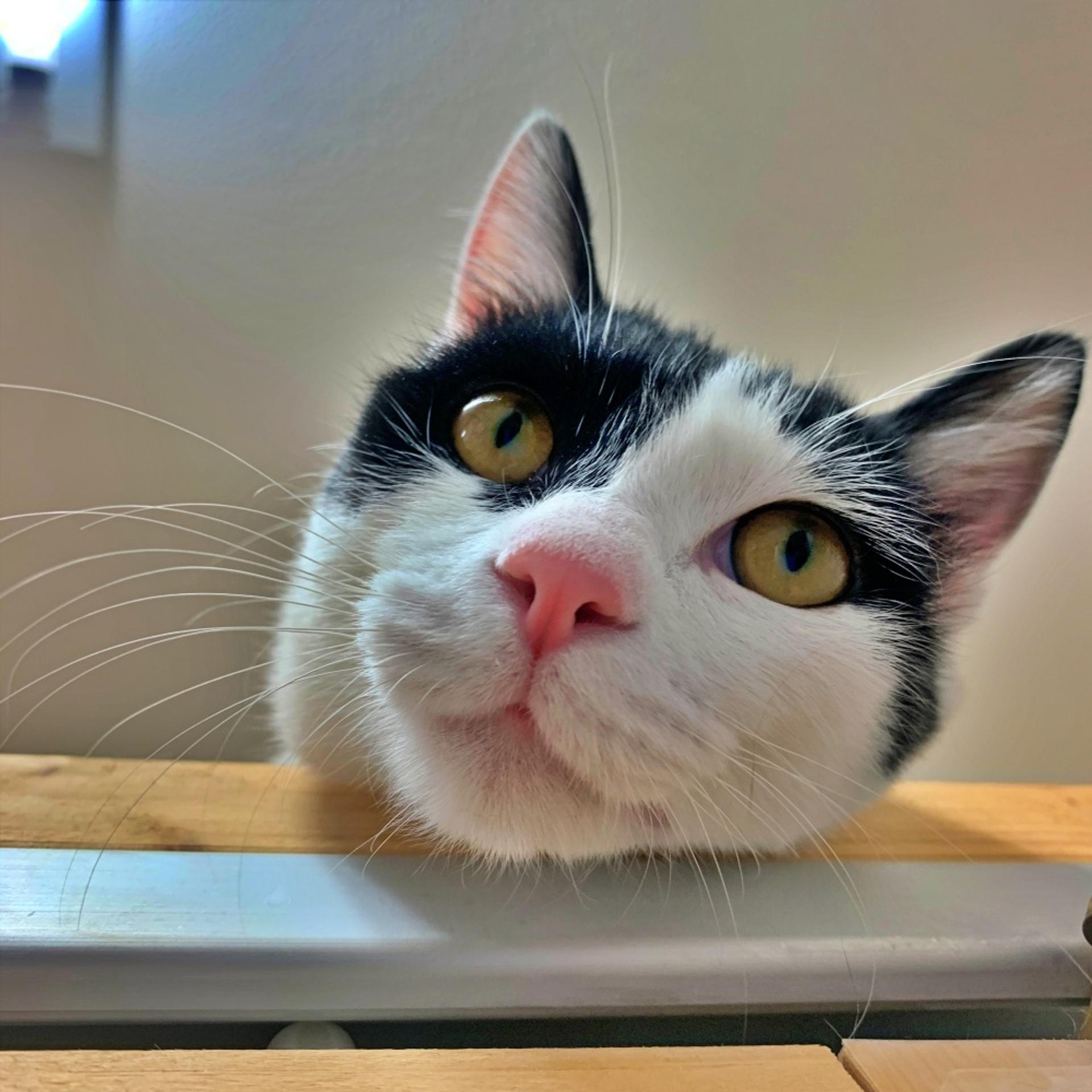 pet-image-4