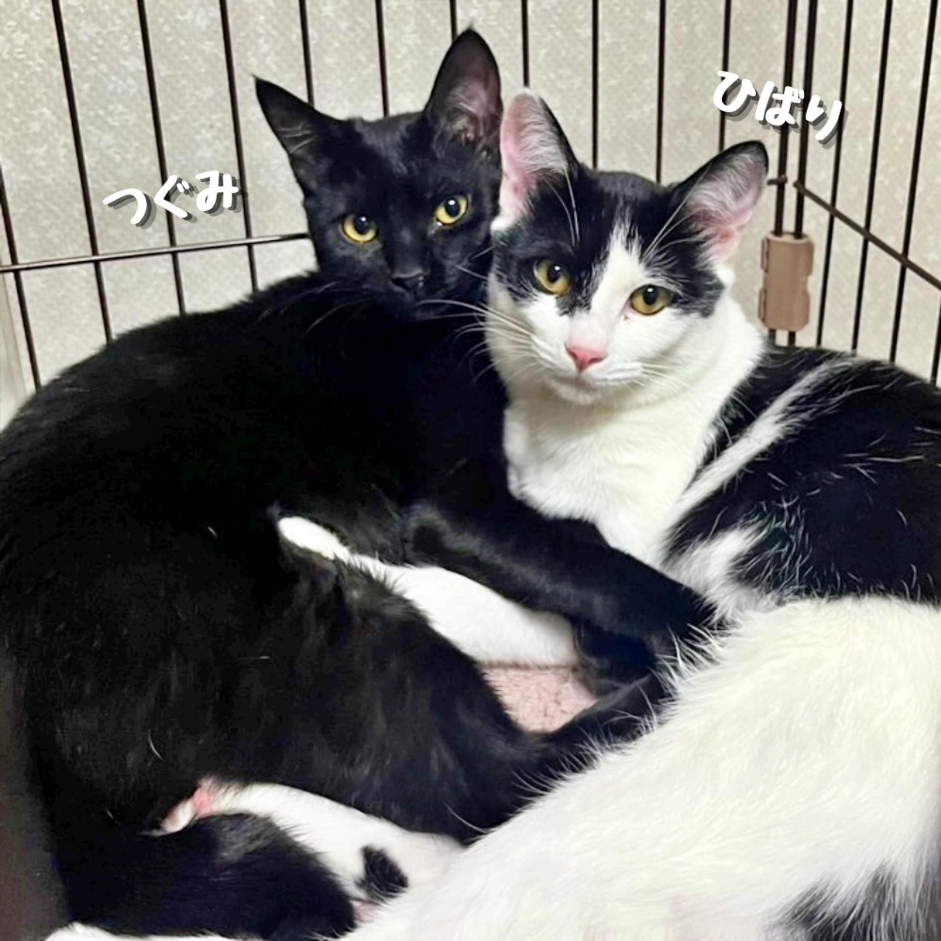pet-image-5