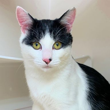 雑種（ミックス猫）・オスの里親募集の写真