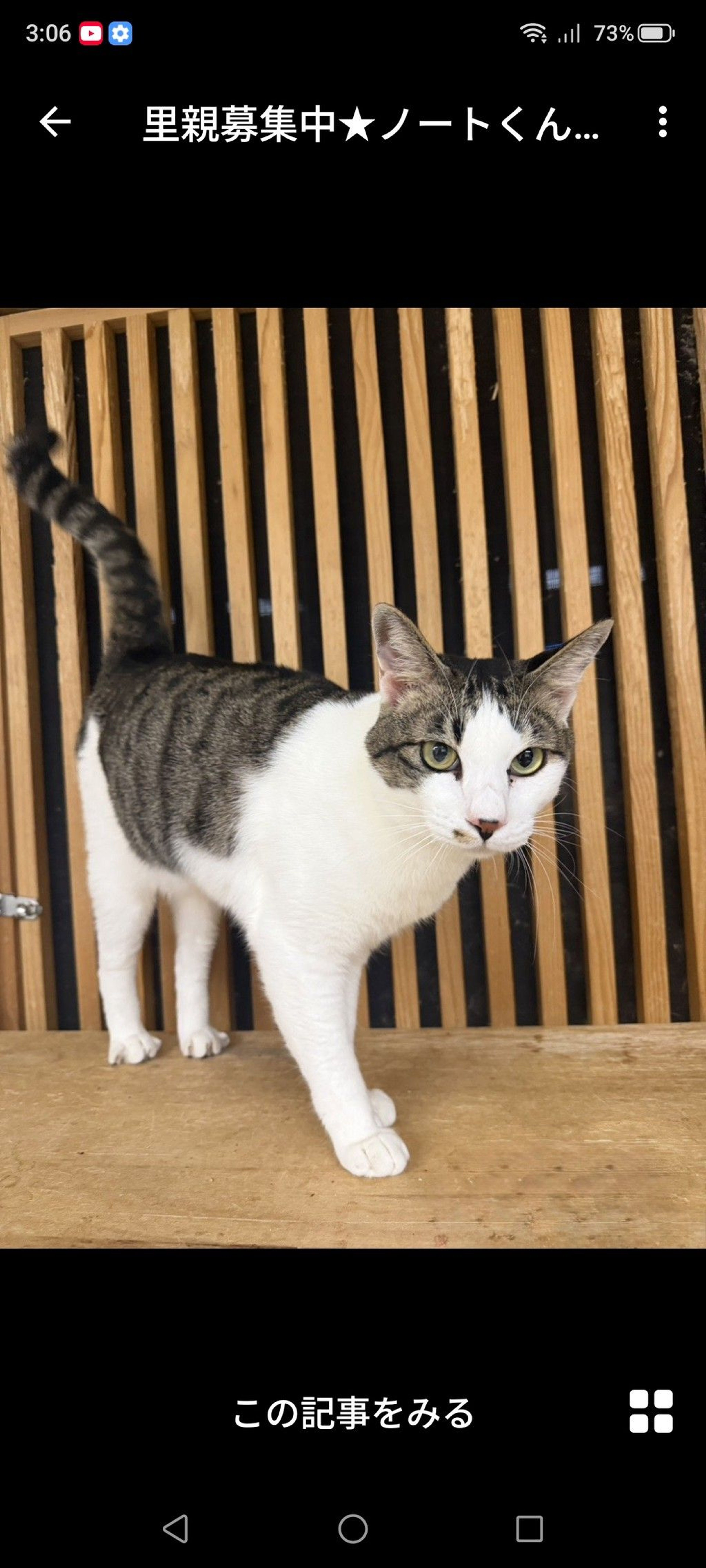 雑種（ミックス猫）・オスの里親募集の写真