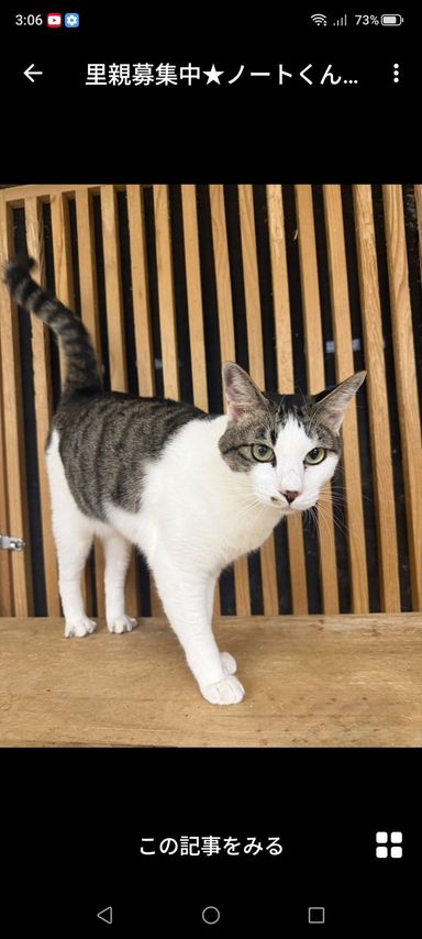 雑種（ミックス猫）・オスの里親募集の写真