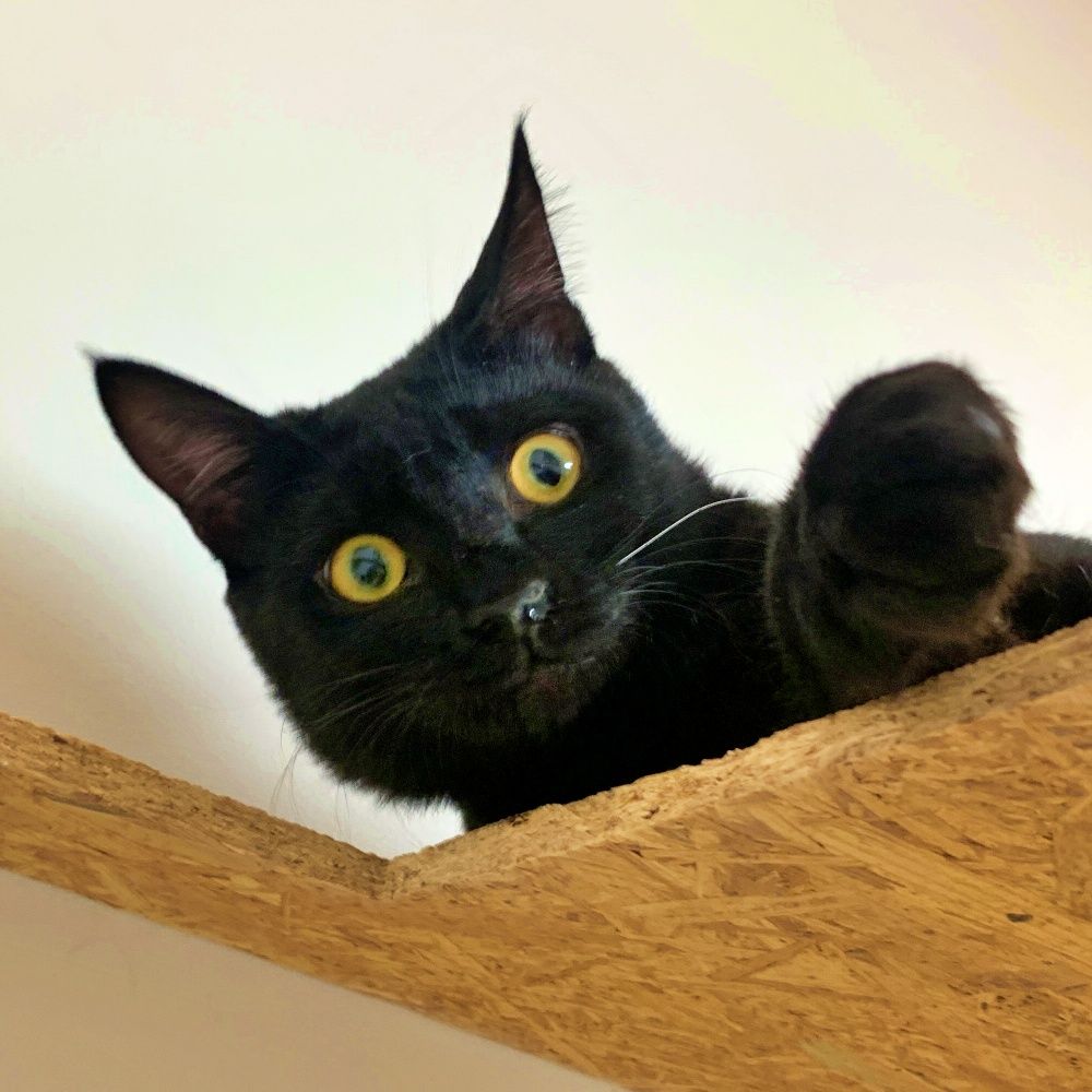 黒猫の子猫♪人懐っこく個性的なしっぽ♡つぐみちゃん | 雑種