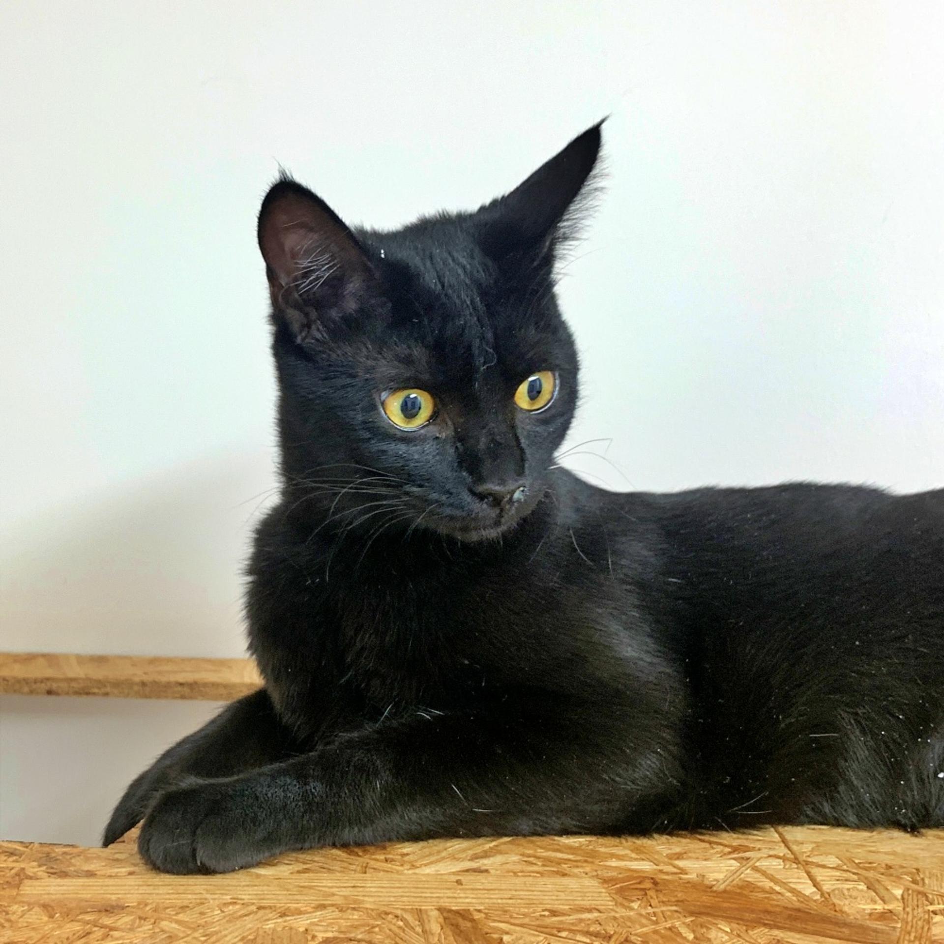 pet-image-3