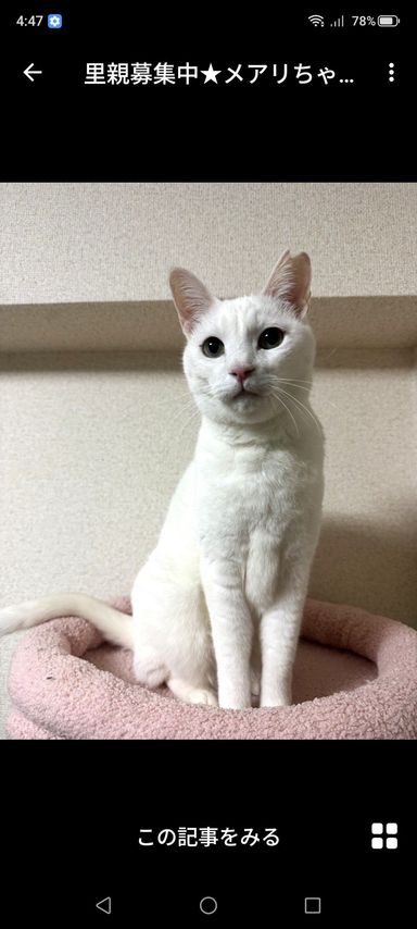 雑種（ミックス猫）・メスの里親募集の写真