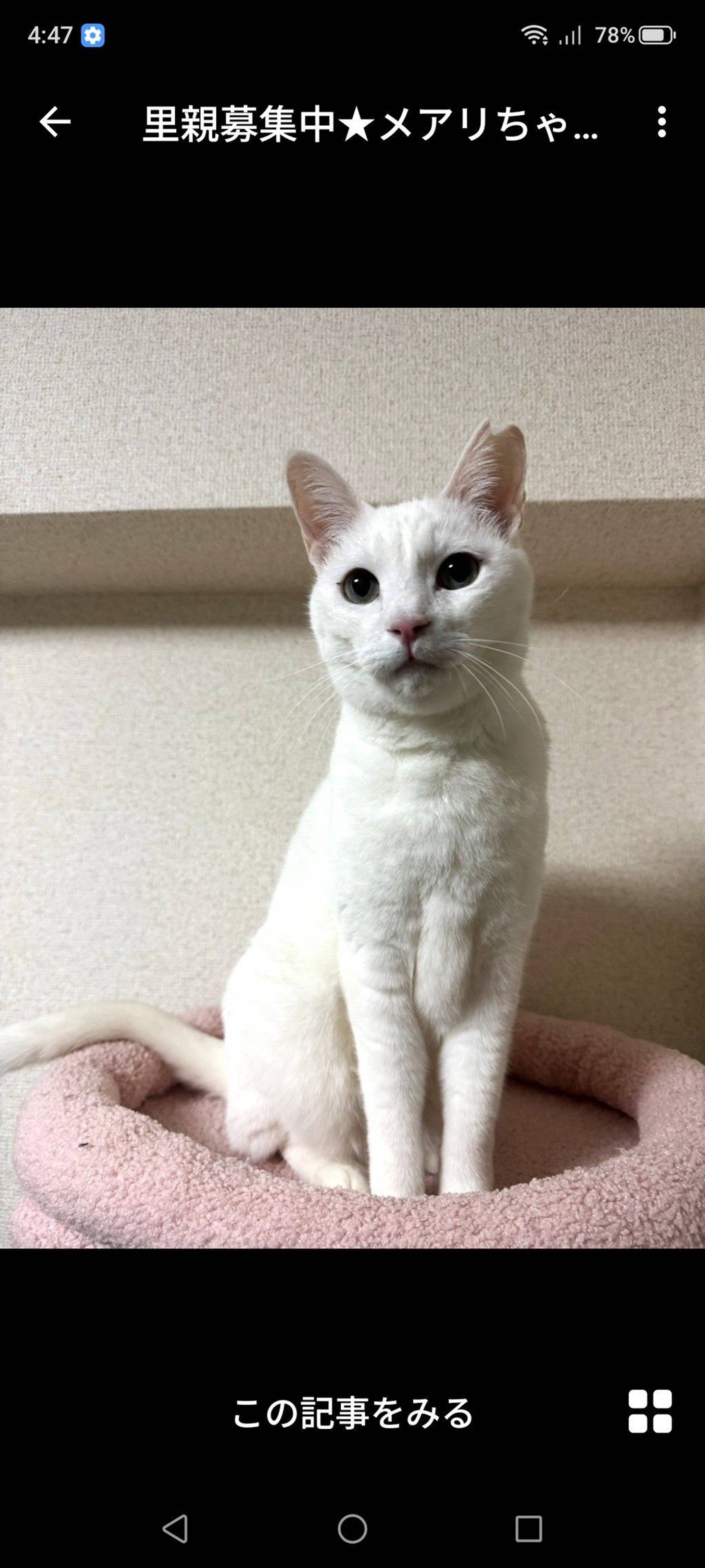 雑種（ミックス猫）・メスの里親募集の写真
