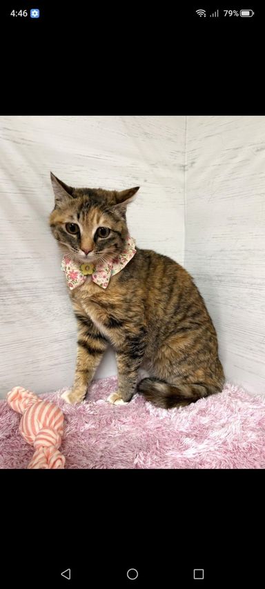 雑種（ミックス猫）・メスの里親募集の写真