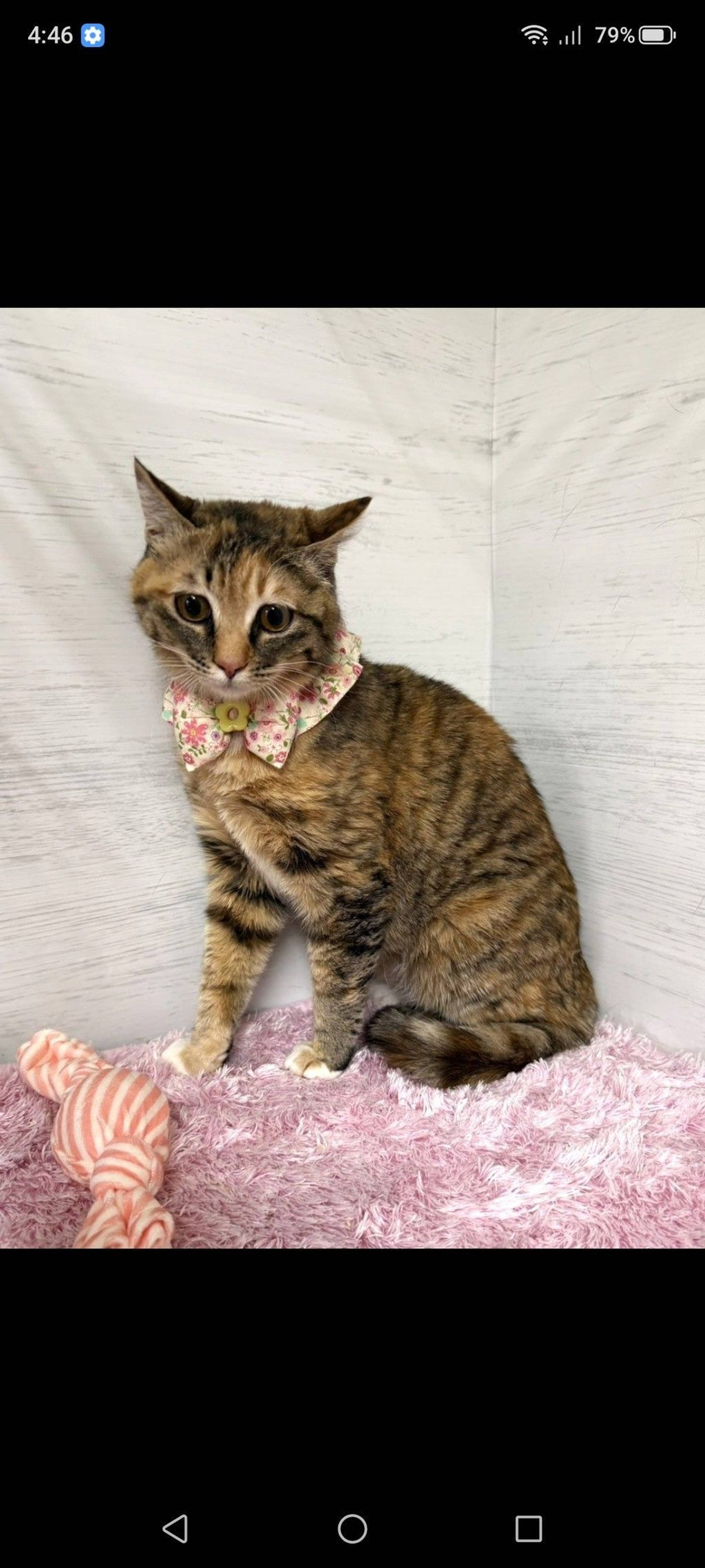 雑種（ミックス猫）・メスの里親募集の写真