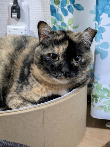 雑種（ミックス猫）・メスの里親募集の写真