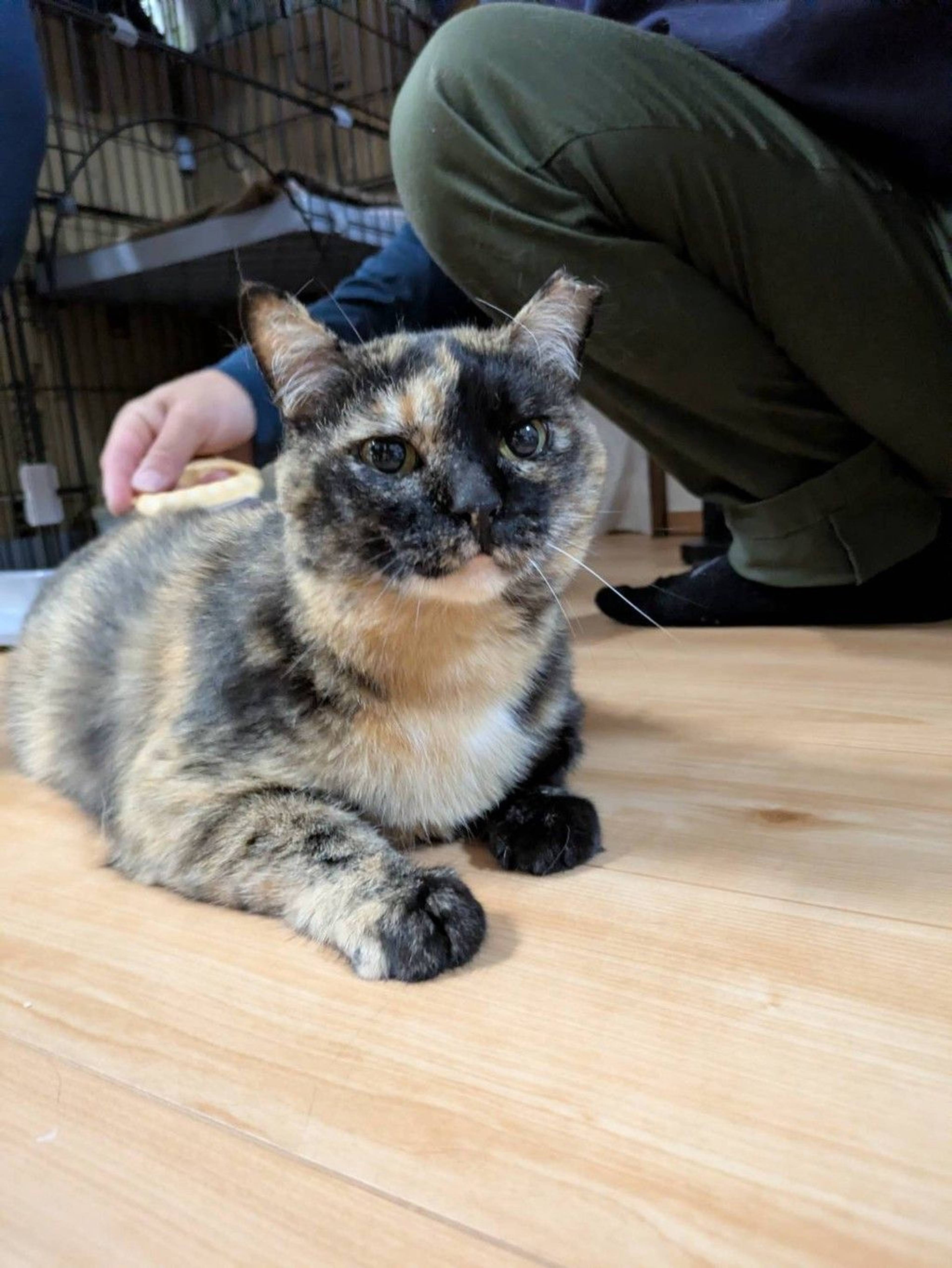 雑種（ミックス猫）・メスの里親募集の写真