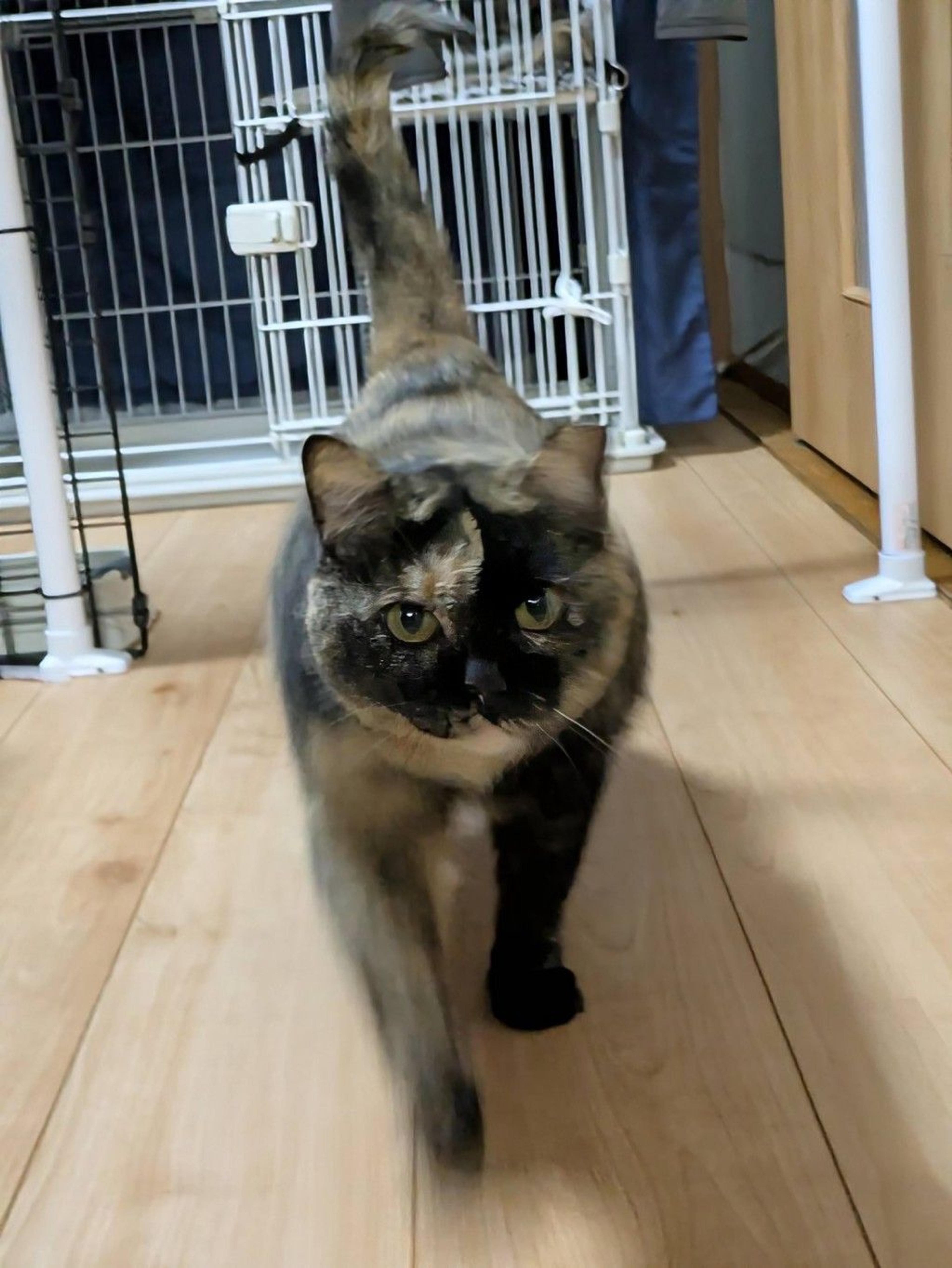 pet-image-3