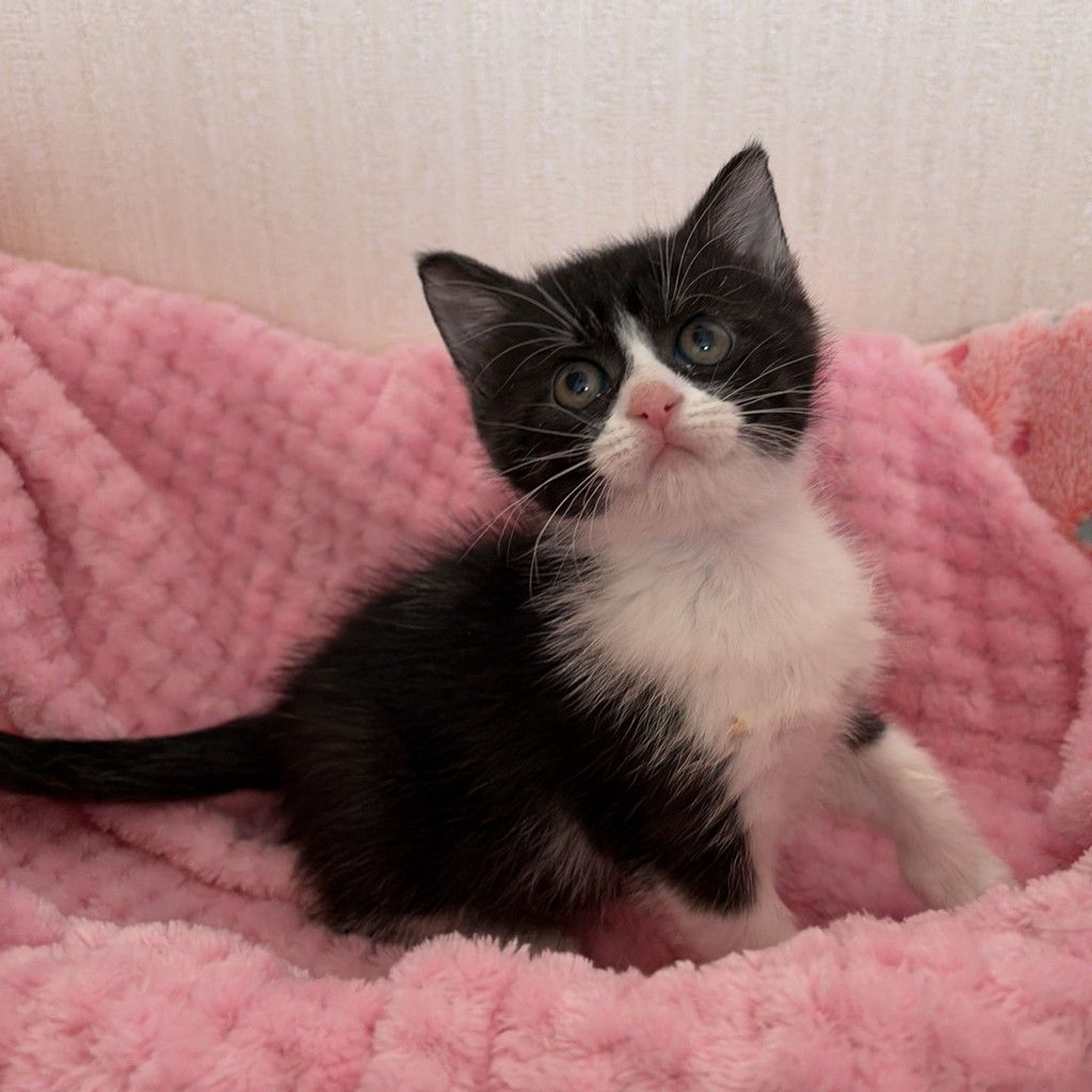 雑種（ミックス猫）・メスの里親募集の写真