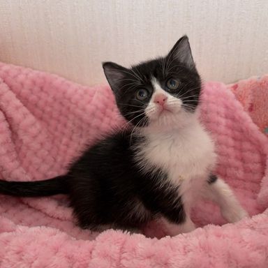 雑種（ミックス猫）・メスの里親募集の写真