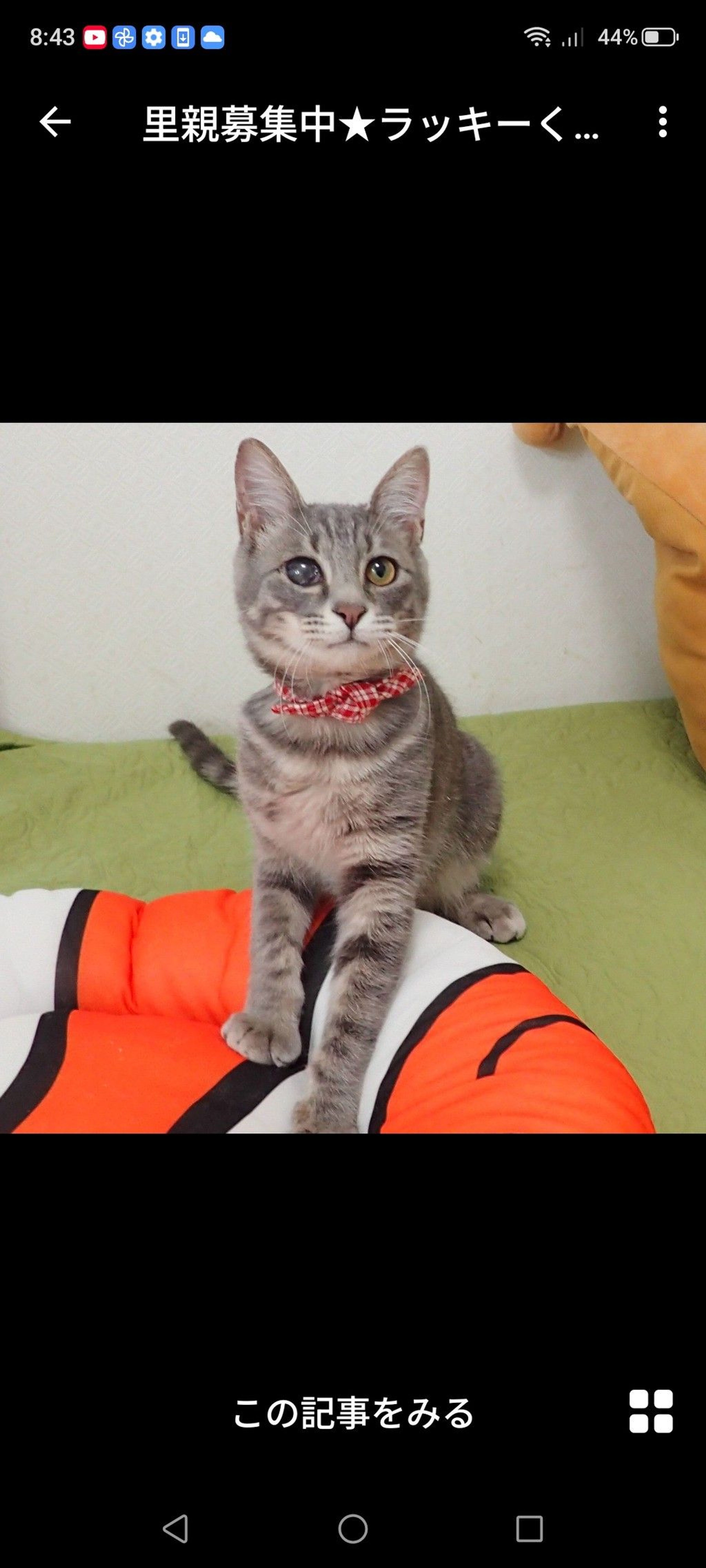 雑種（ミックス猫）・オスの里親募集の写真