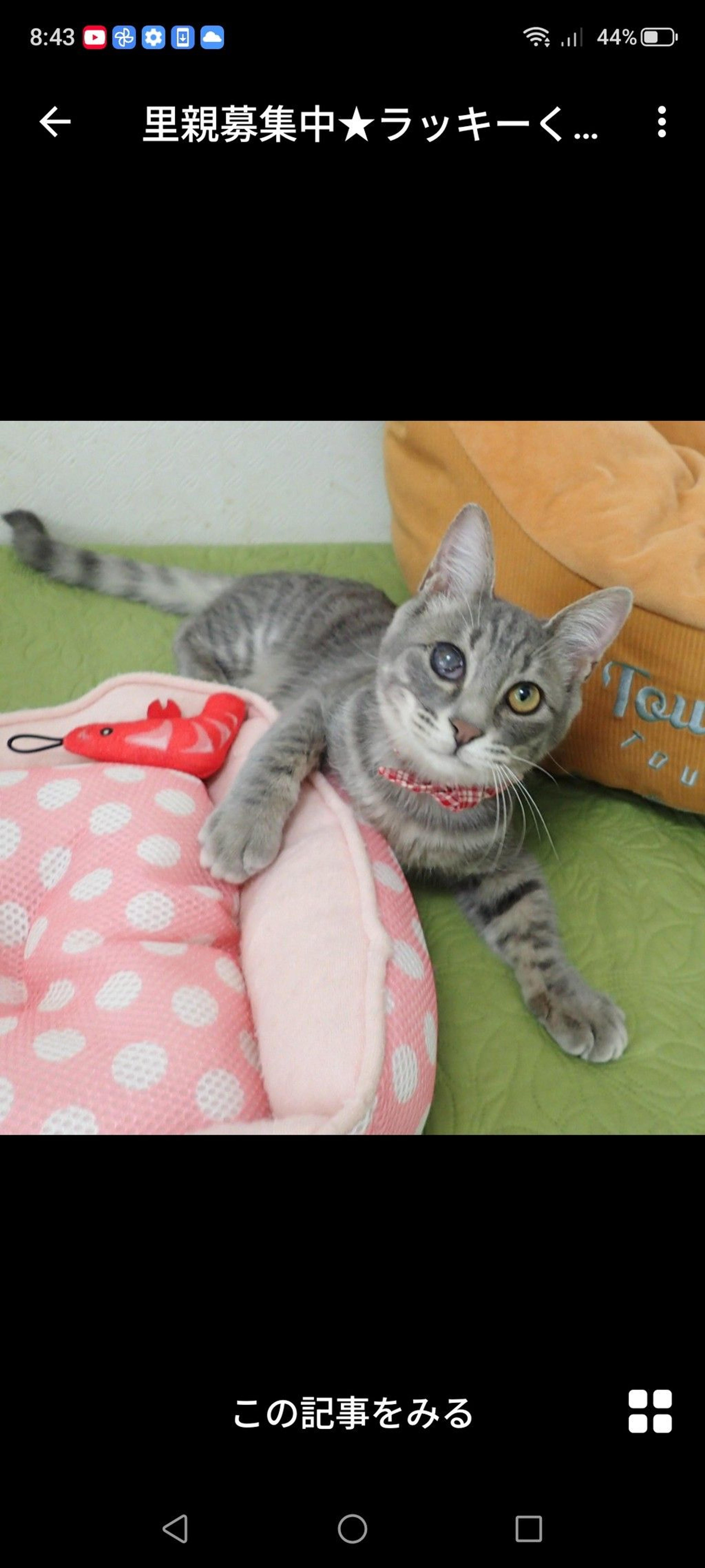 pet-image-2