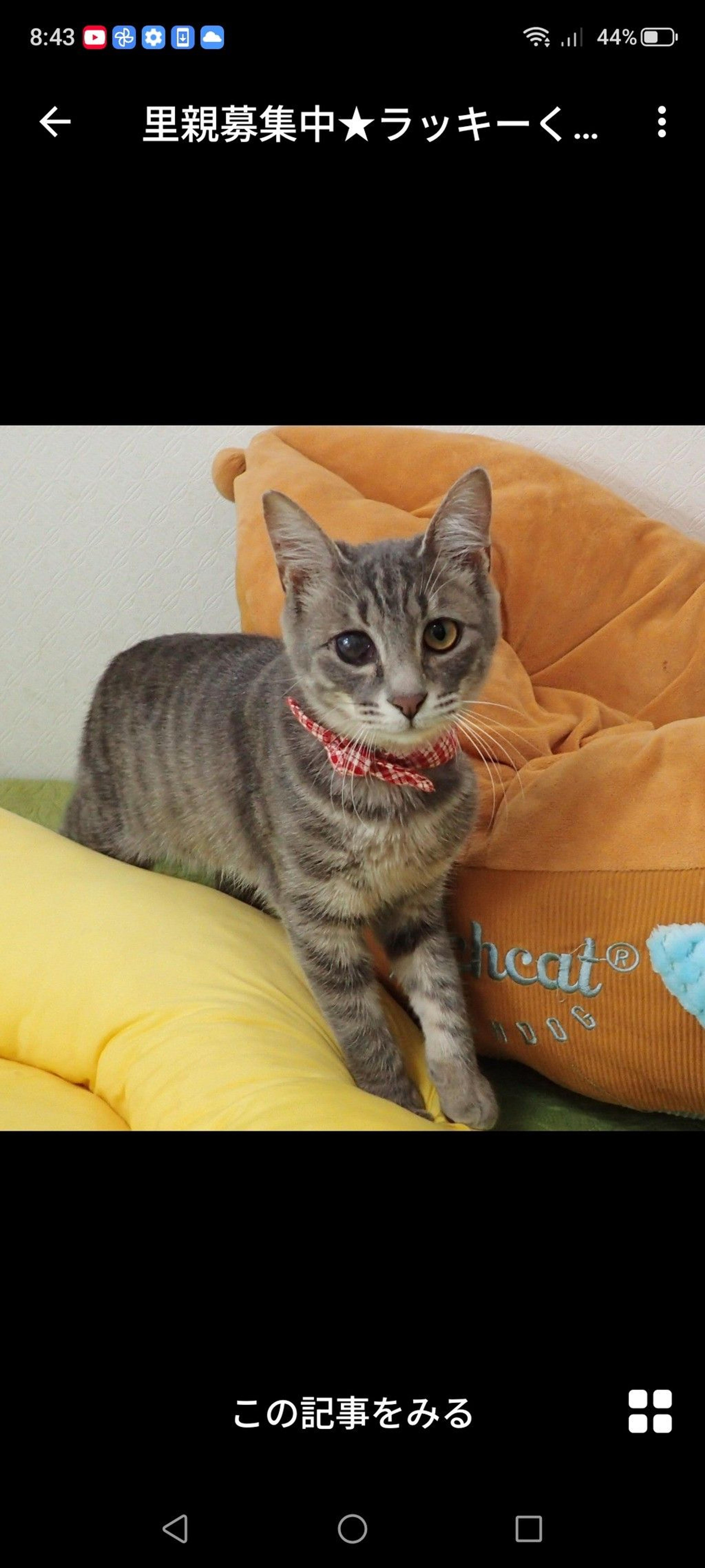 pet-image-3