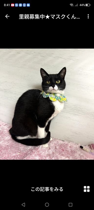 雑種（ミックス猫）・オスの里親募集の写真