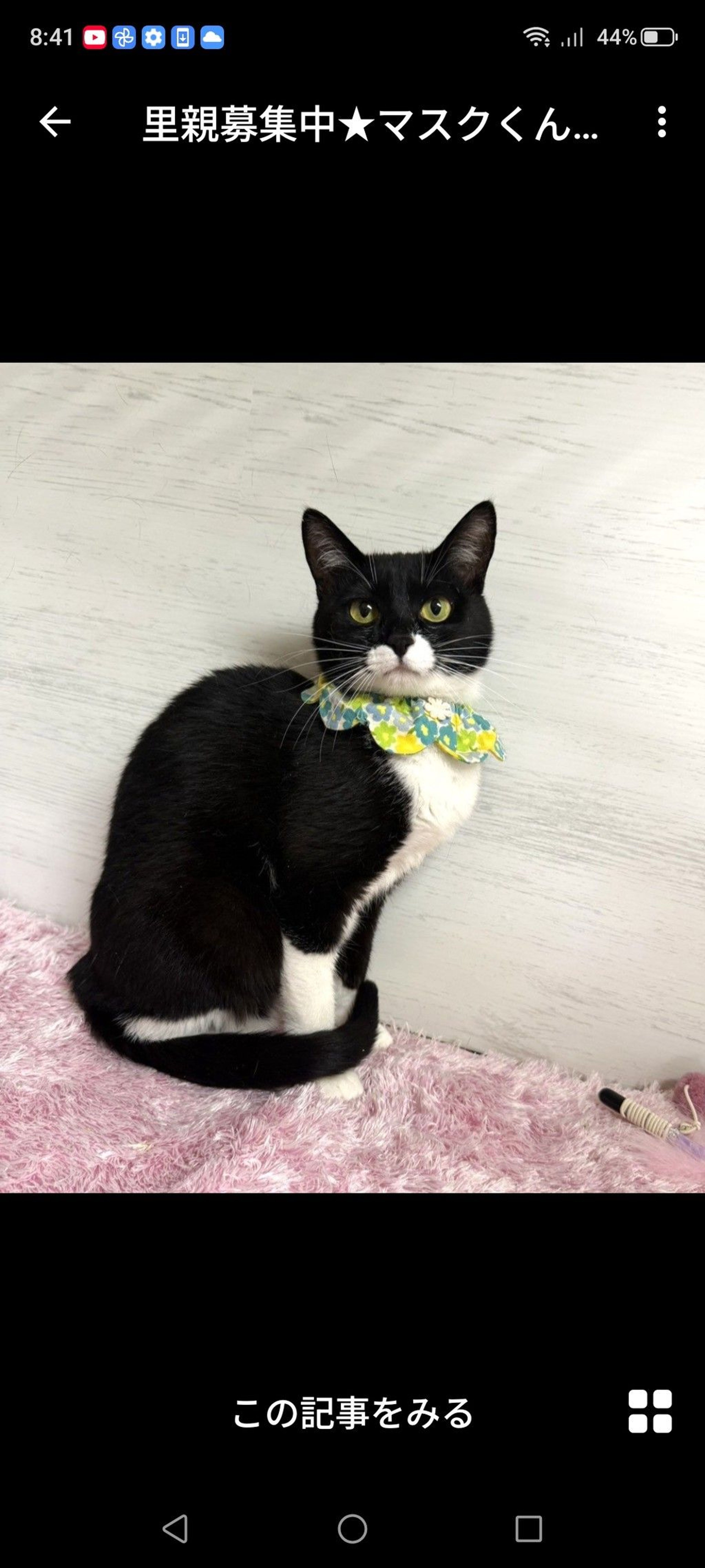 雑種（ミックス猫）・オスの里親募集の写真