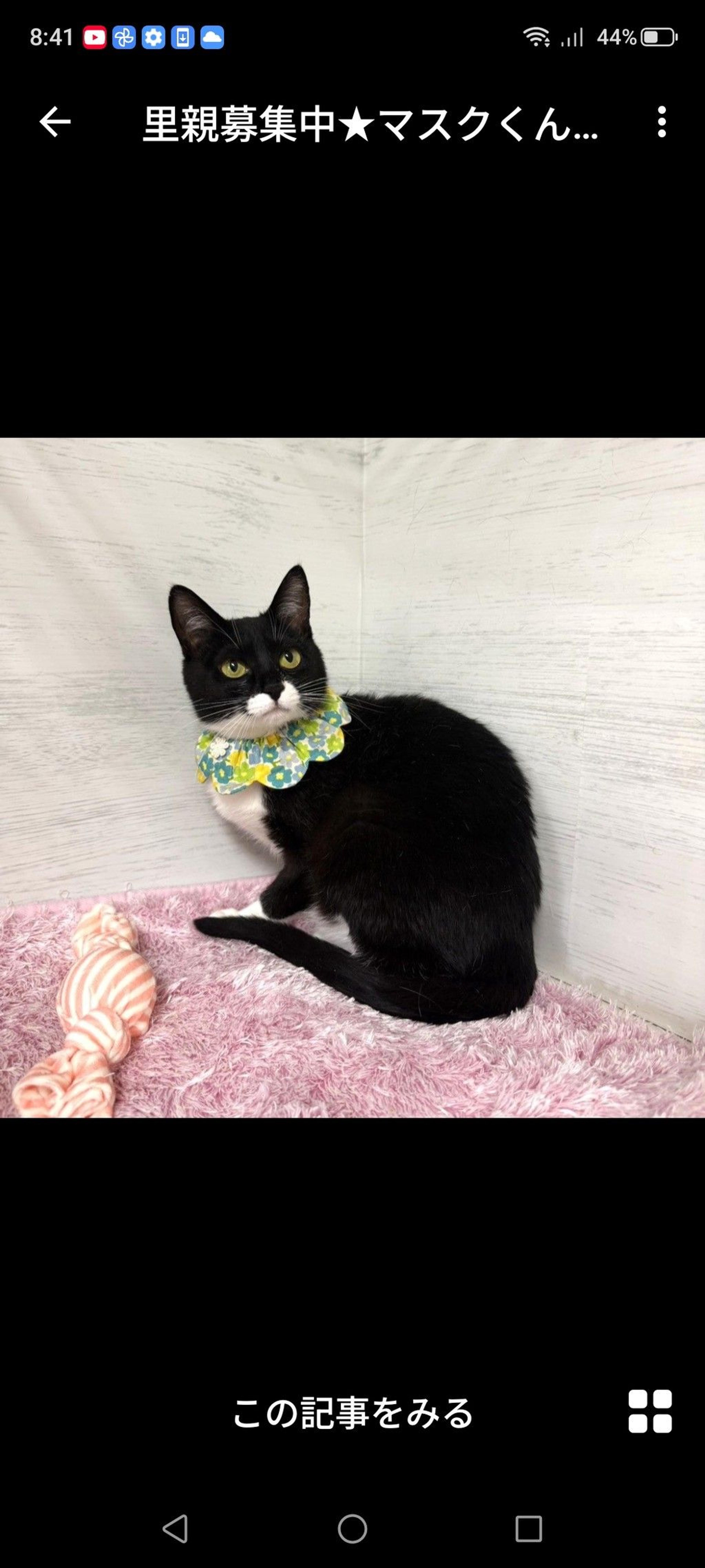 pet-image-2