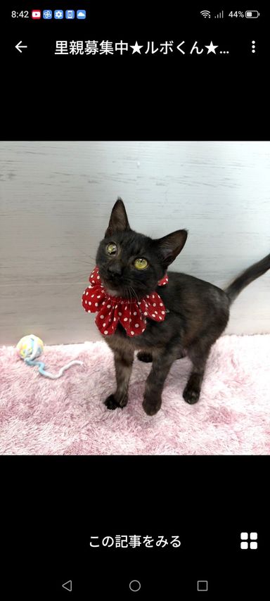 雑種（ミックス猫）・オスの里親募集の写真