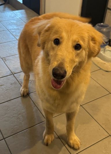 ゴールデン・レトリーバー・メスの里親募集の写真