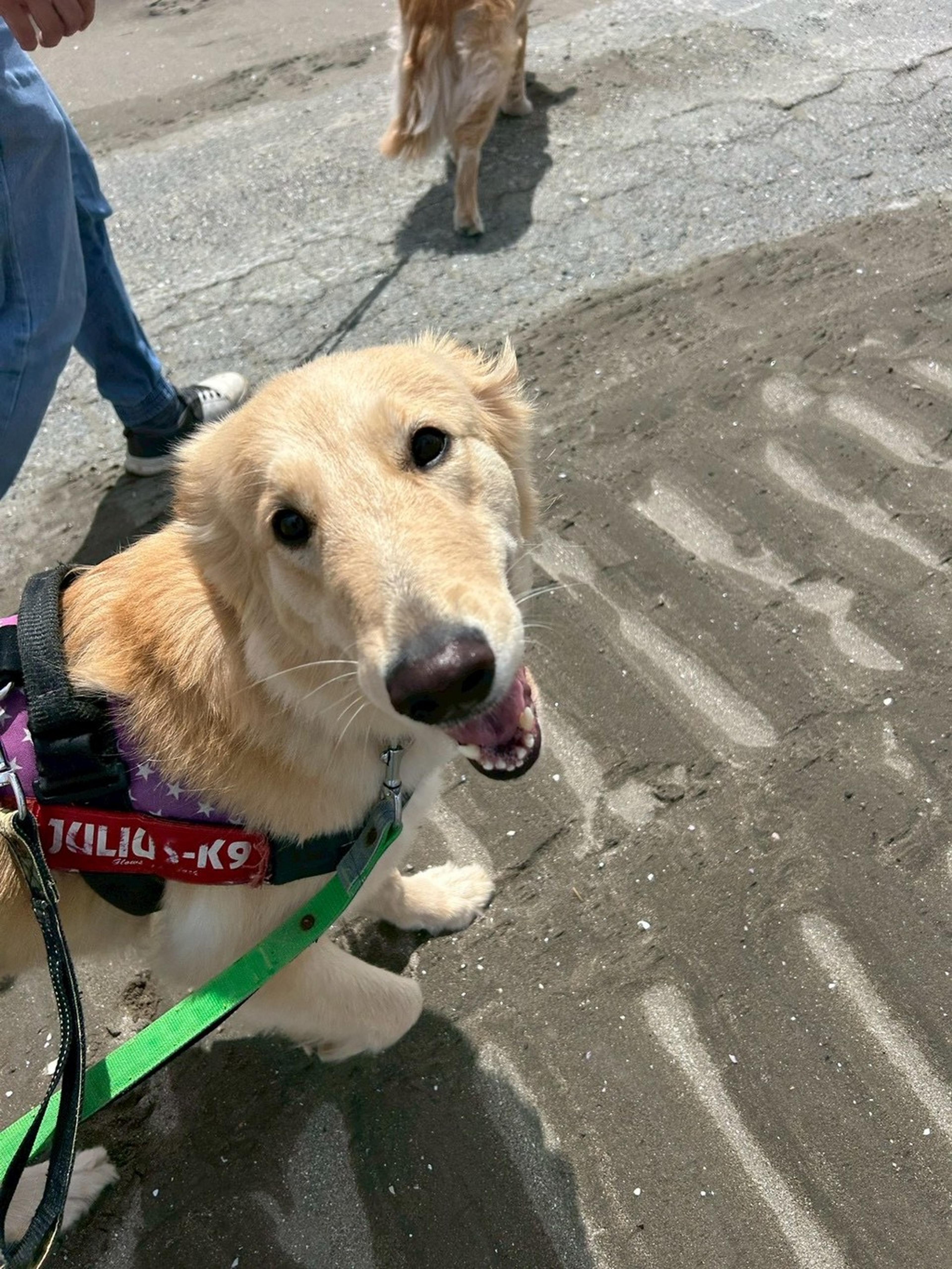 pet-image-2