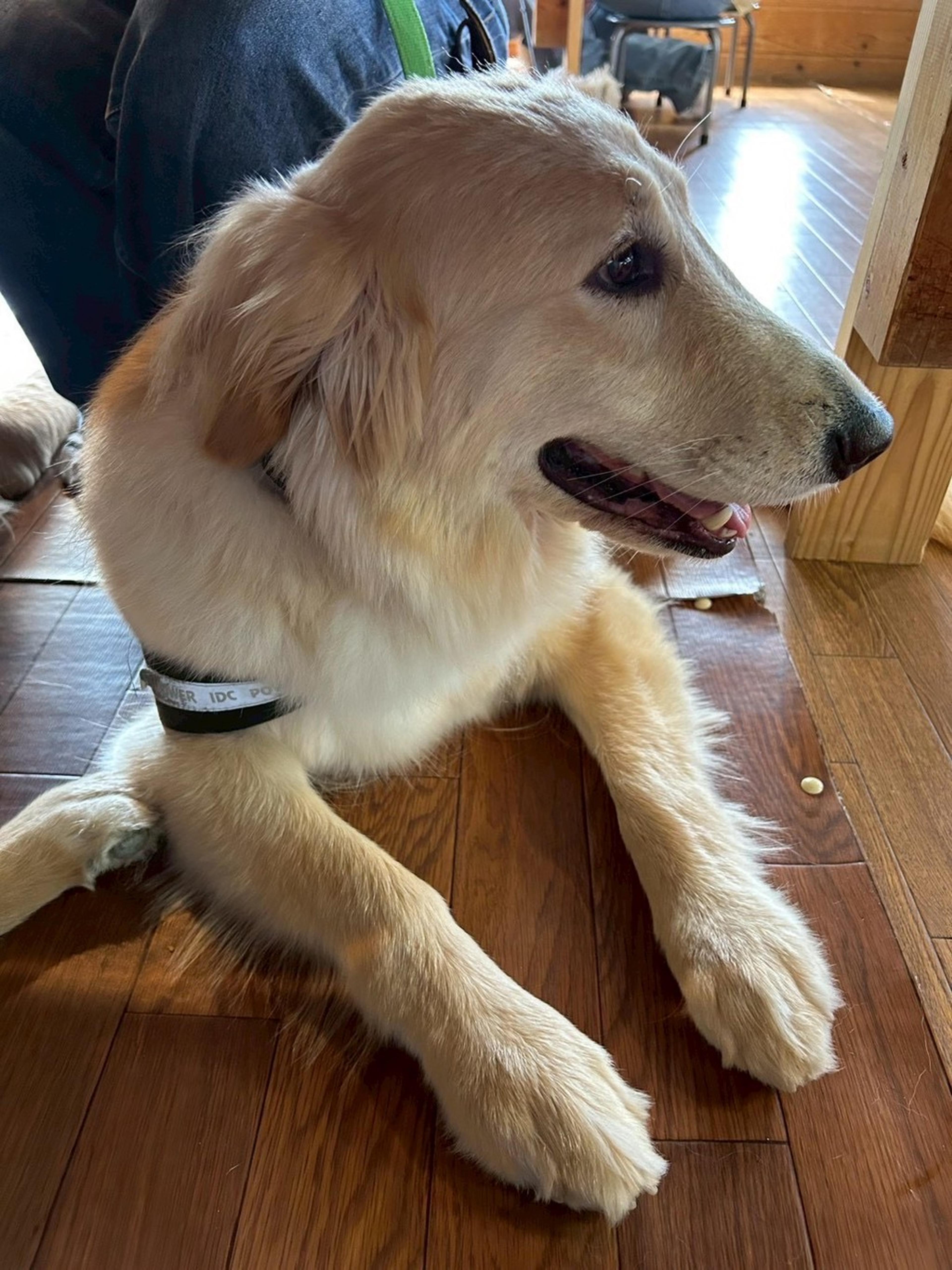 pet-image-4