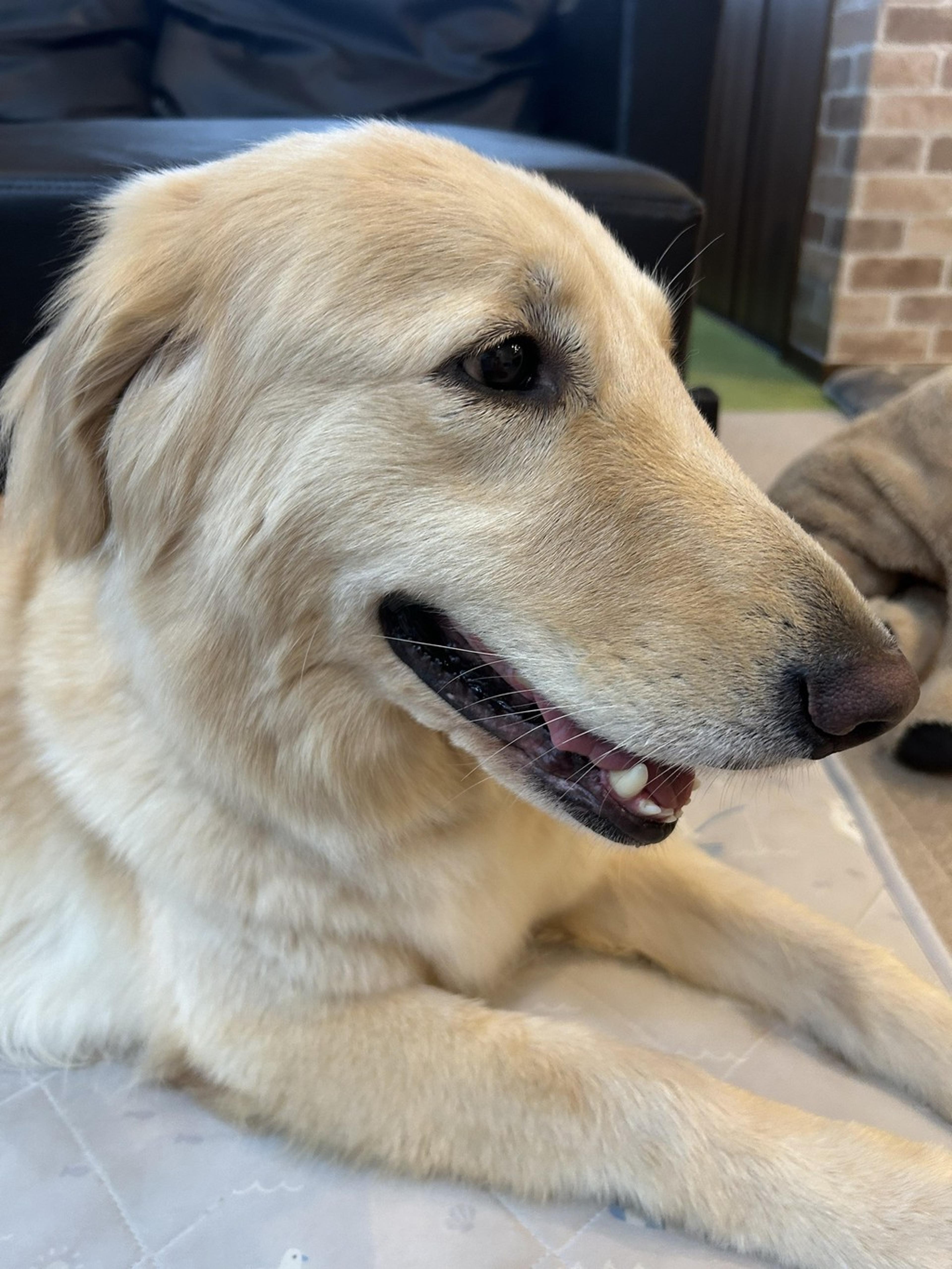 pet-image-2