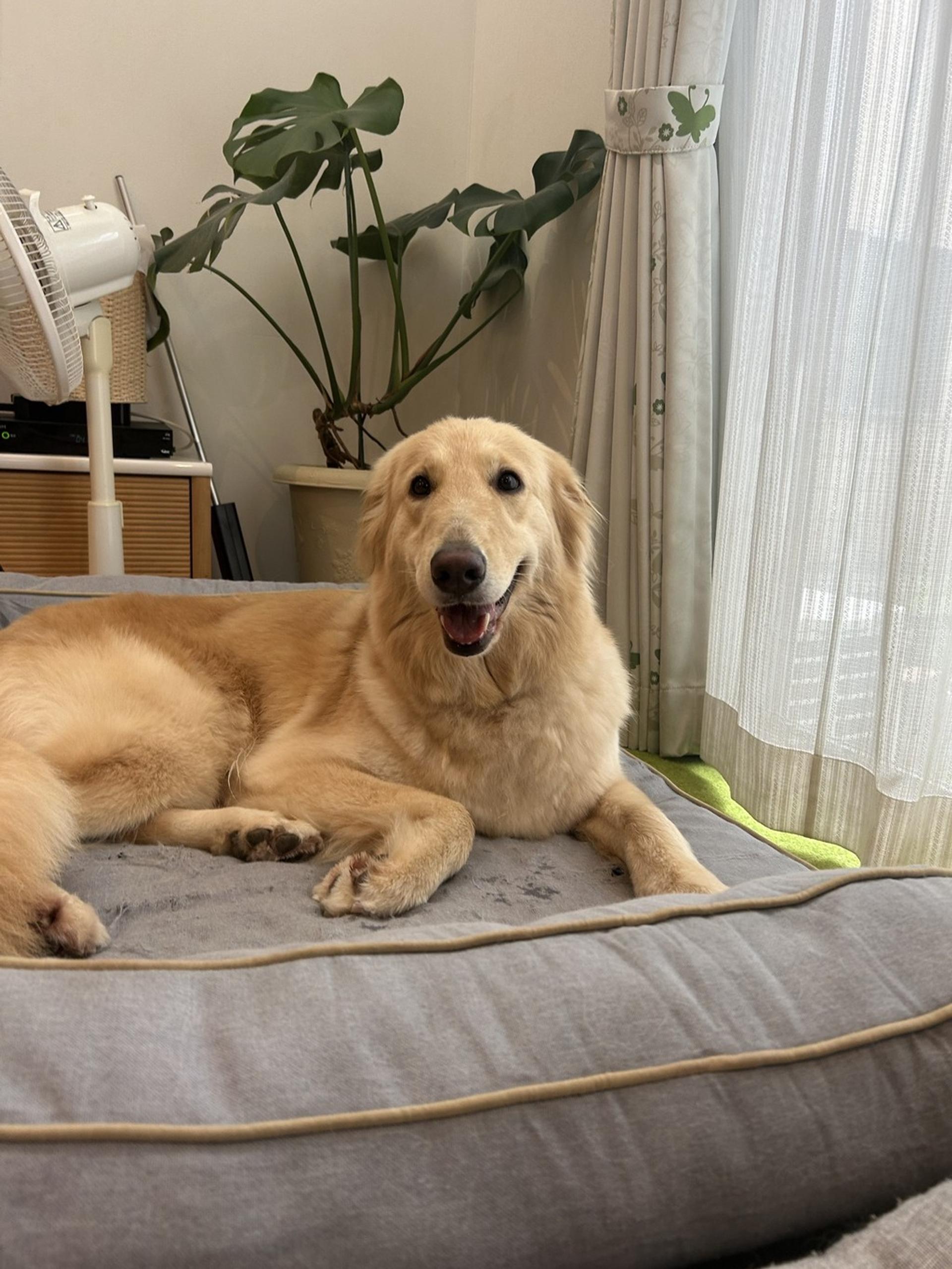 pet-image-4