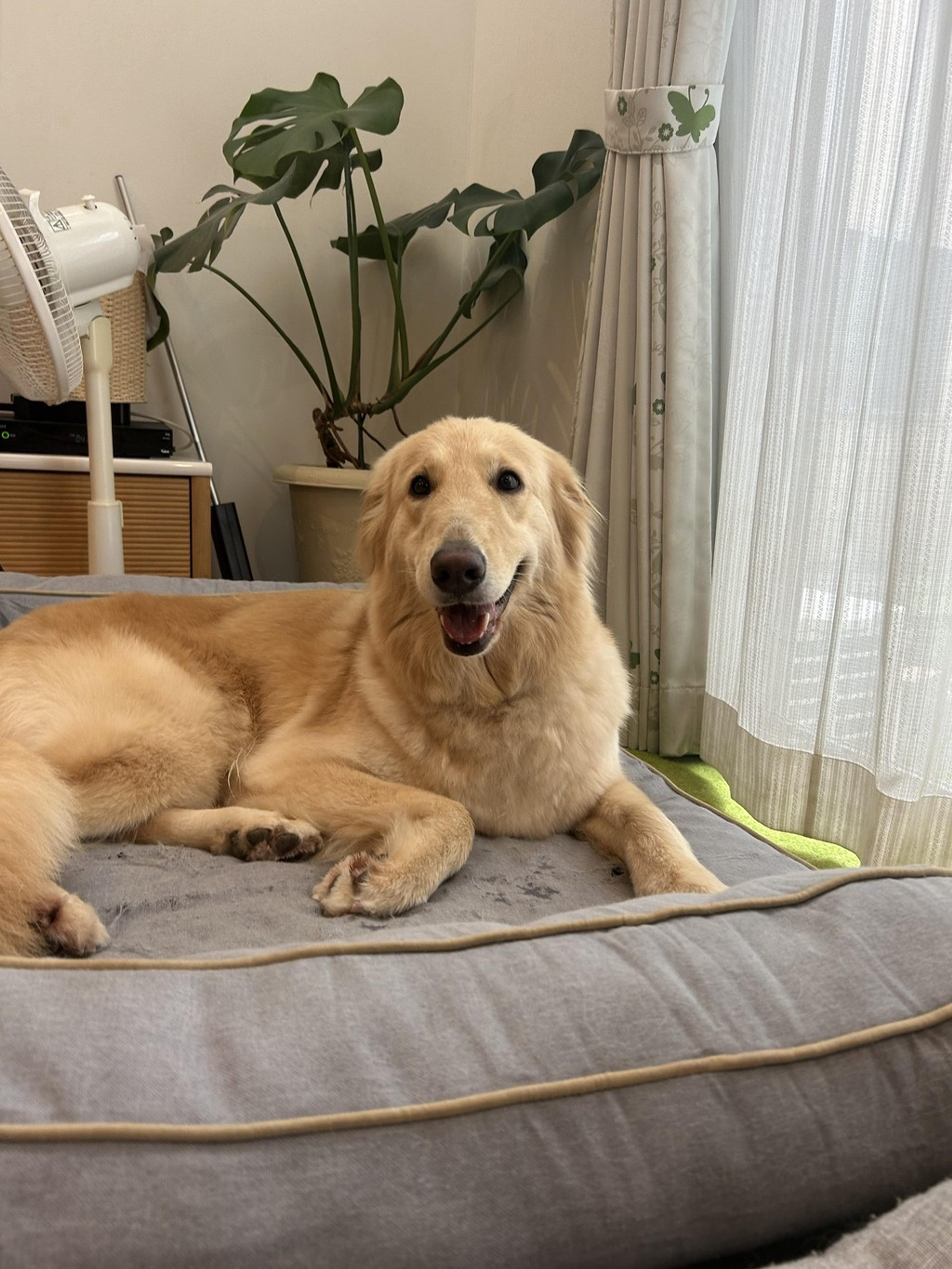 pet-image-4