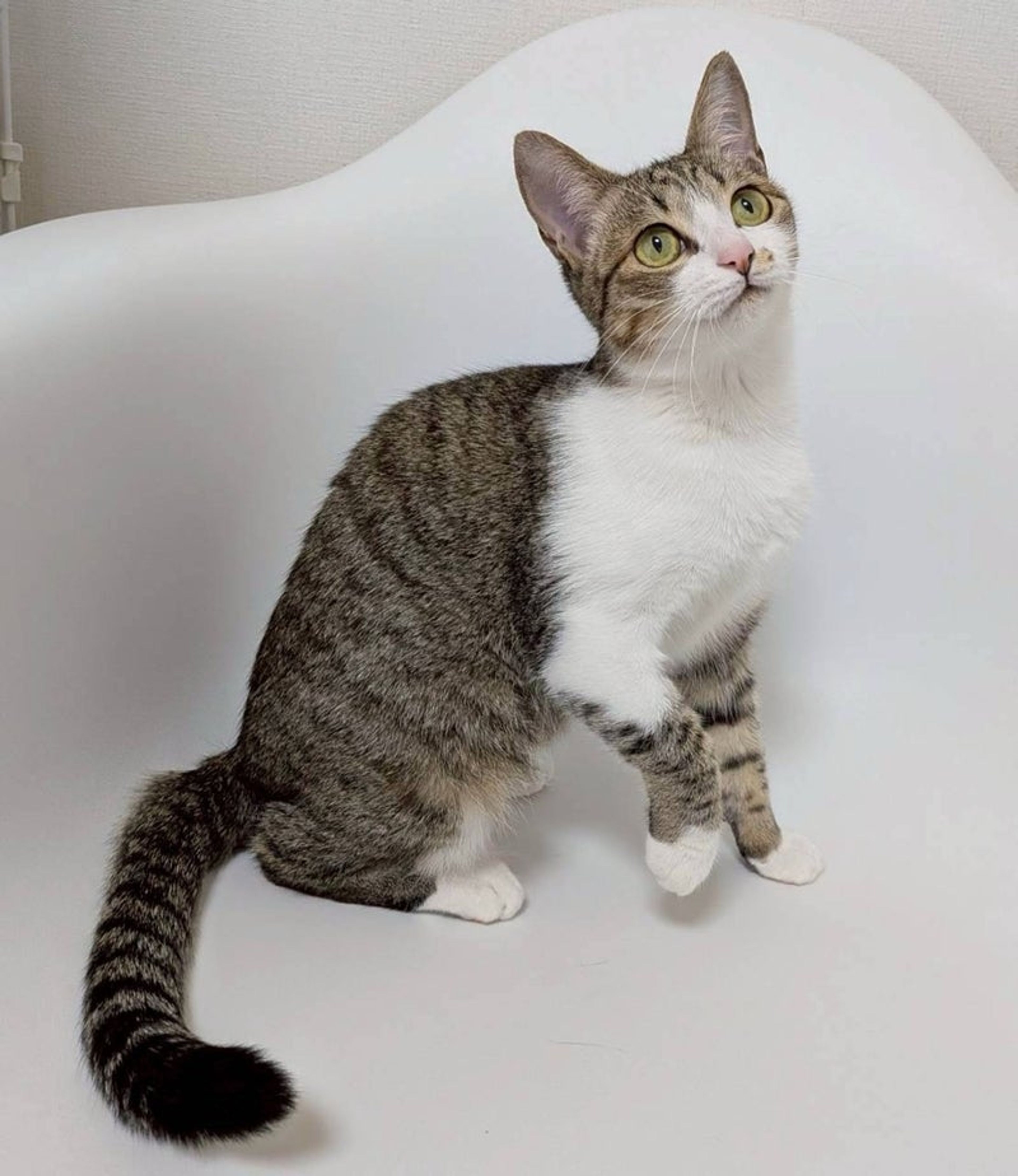 雑種（ミックス猫）・メスの里親募集の写真