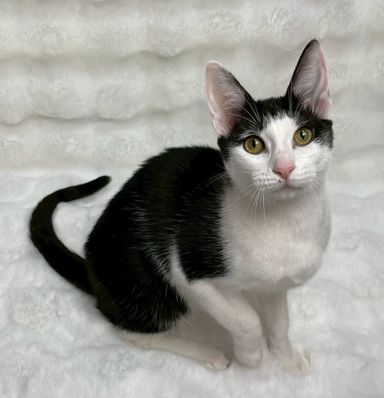 雑種（ミックス猫）・メスの里親募集の写真