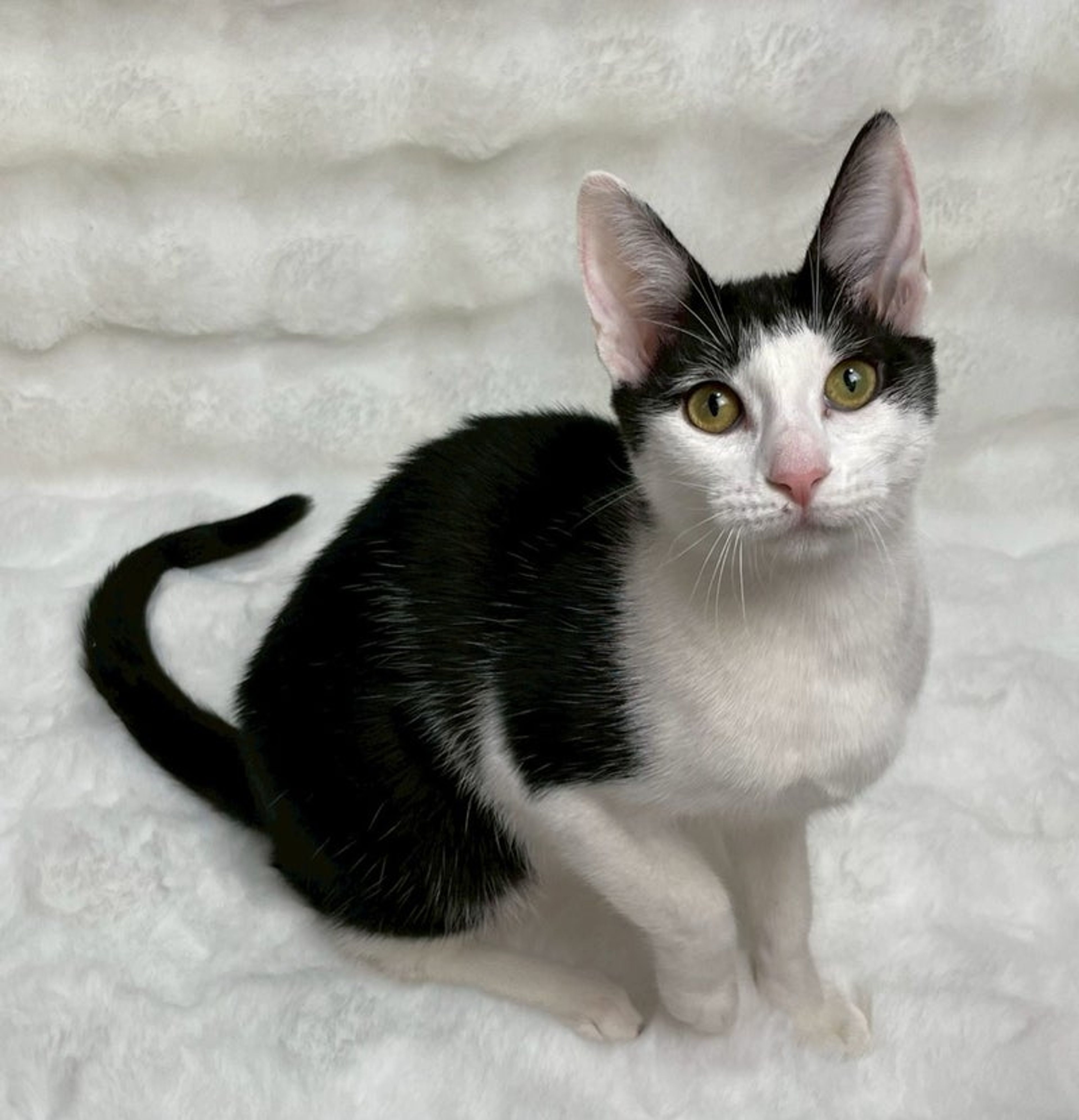 雑種（ミックス猫）・メスの里親募集の写真