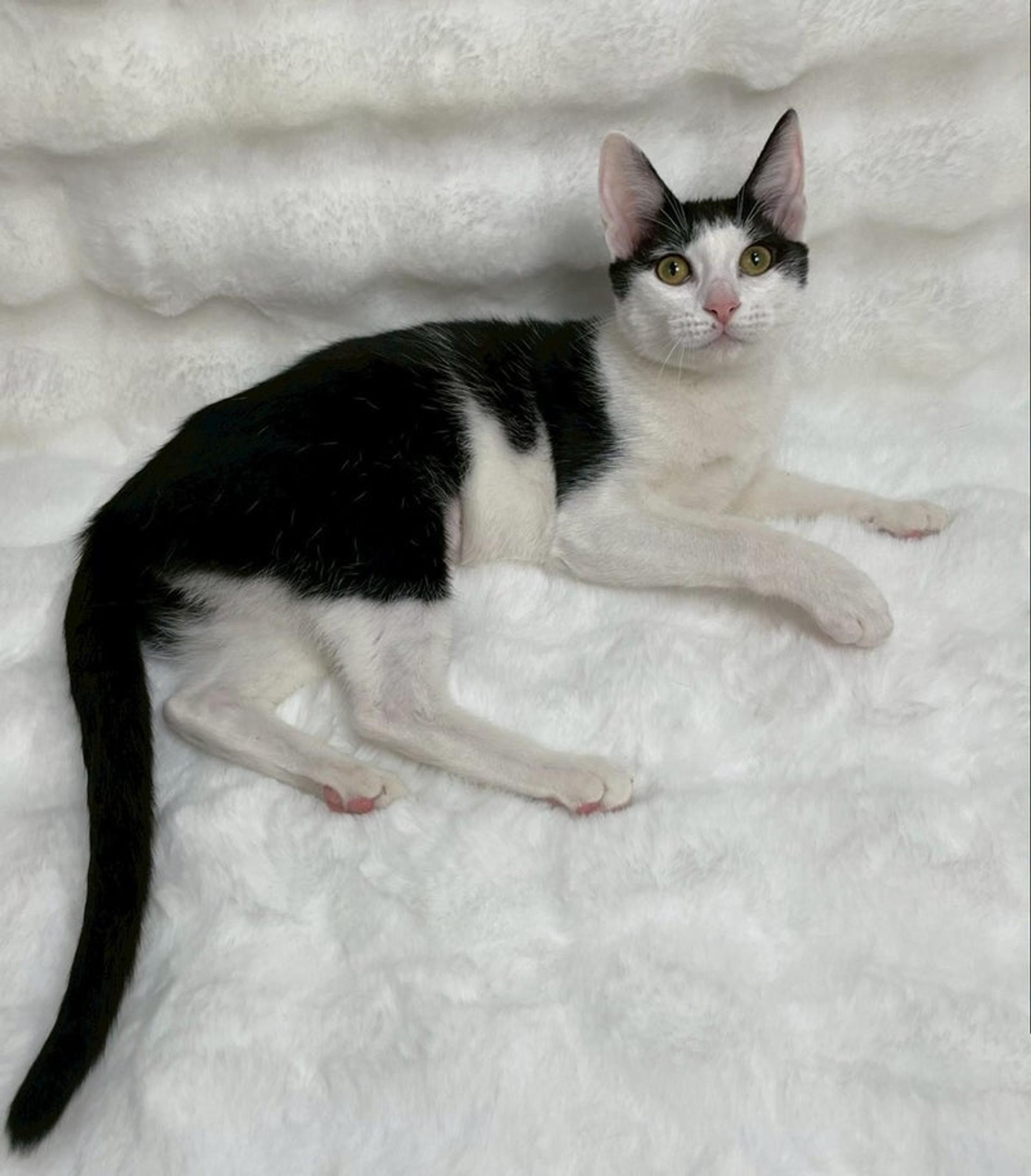 pet-image-2