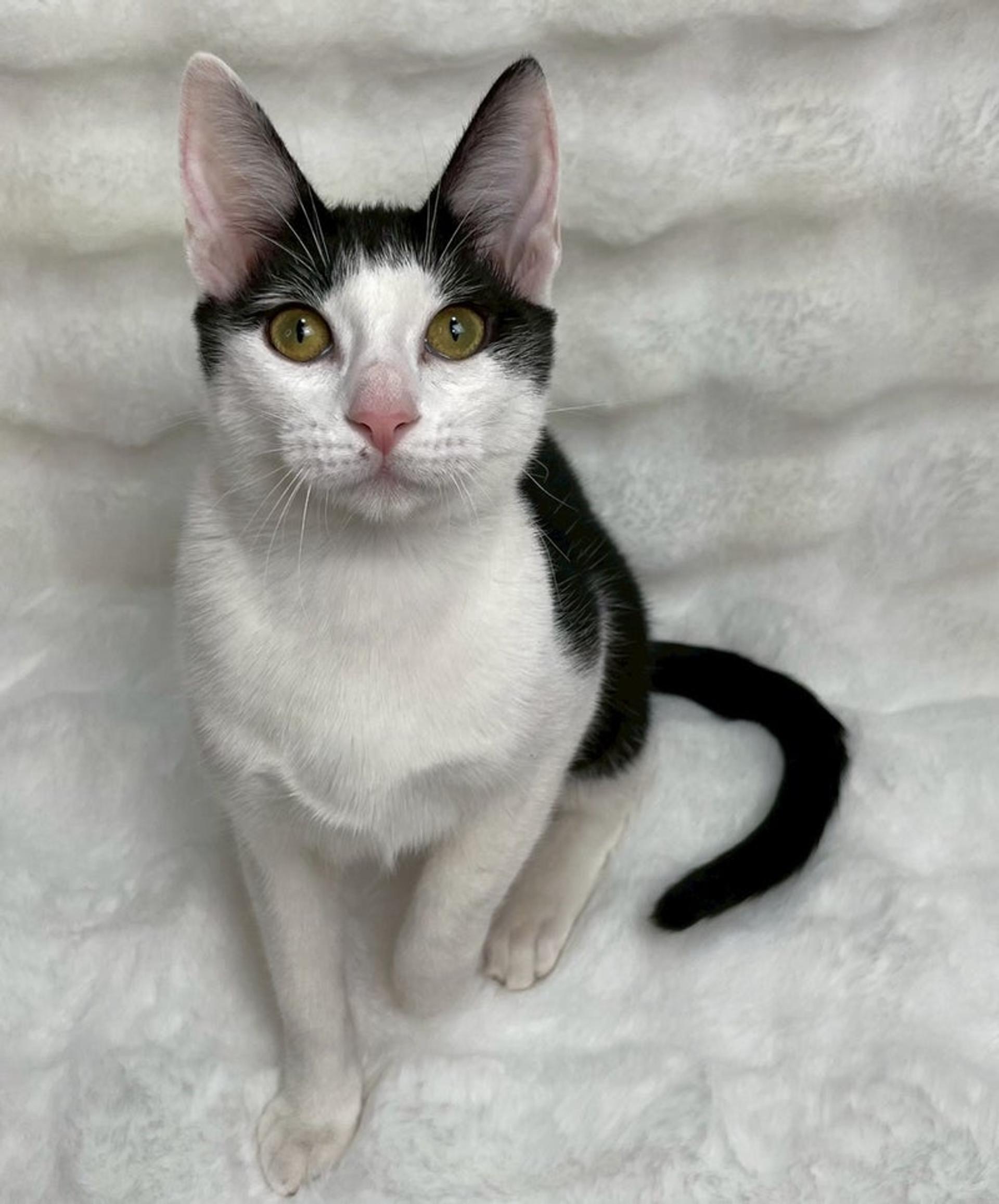 pet-image-3