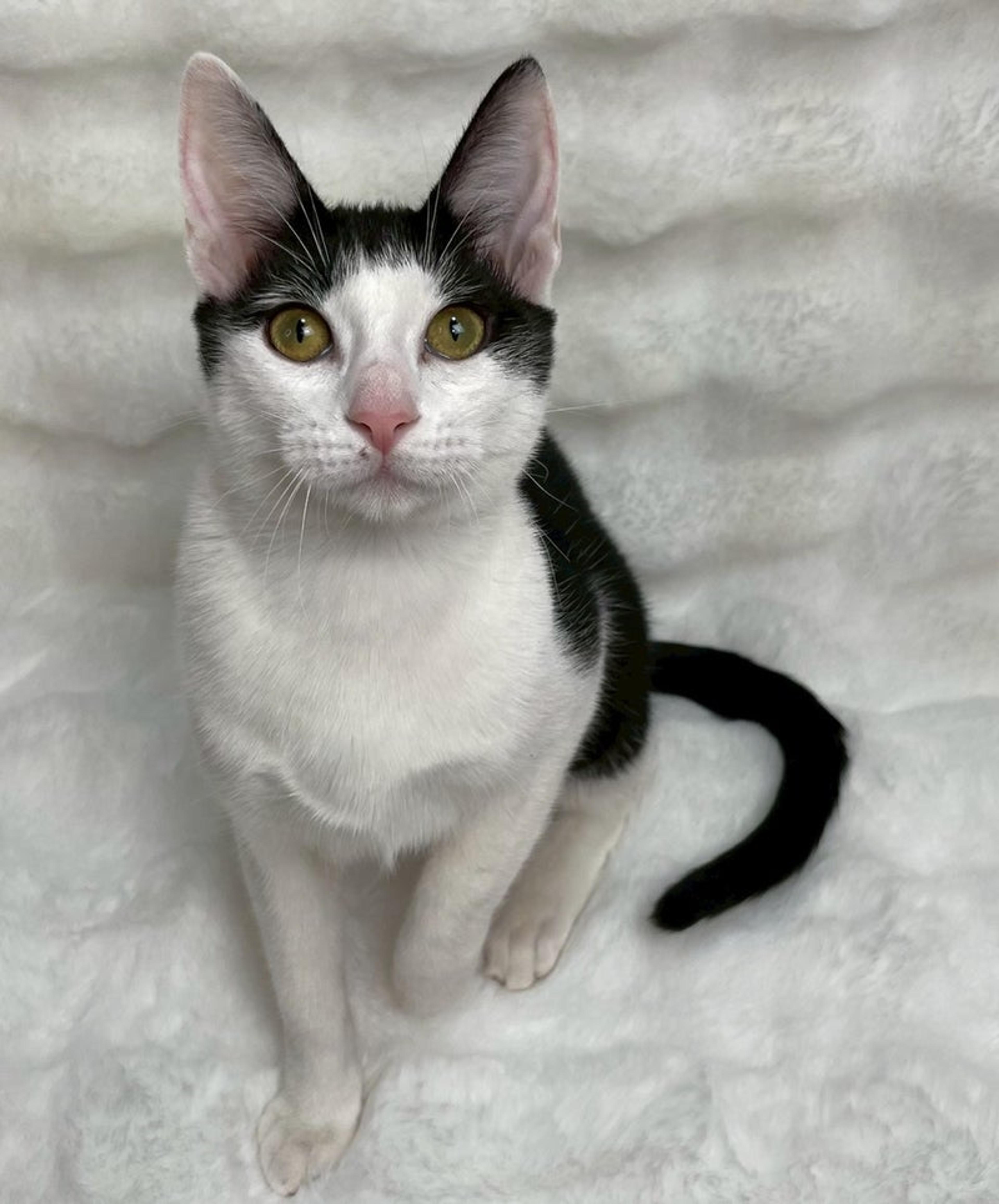 pet-image-3