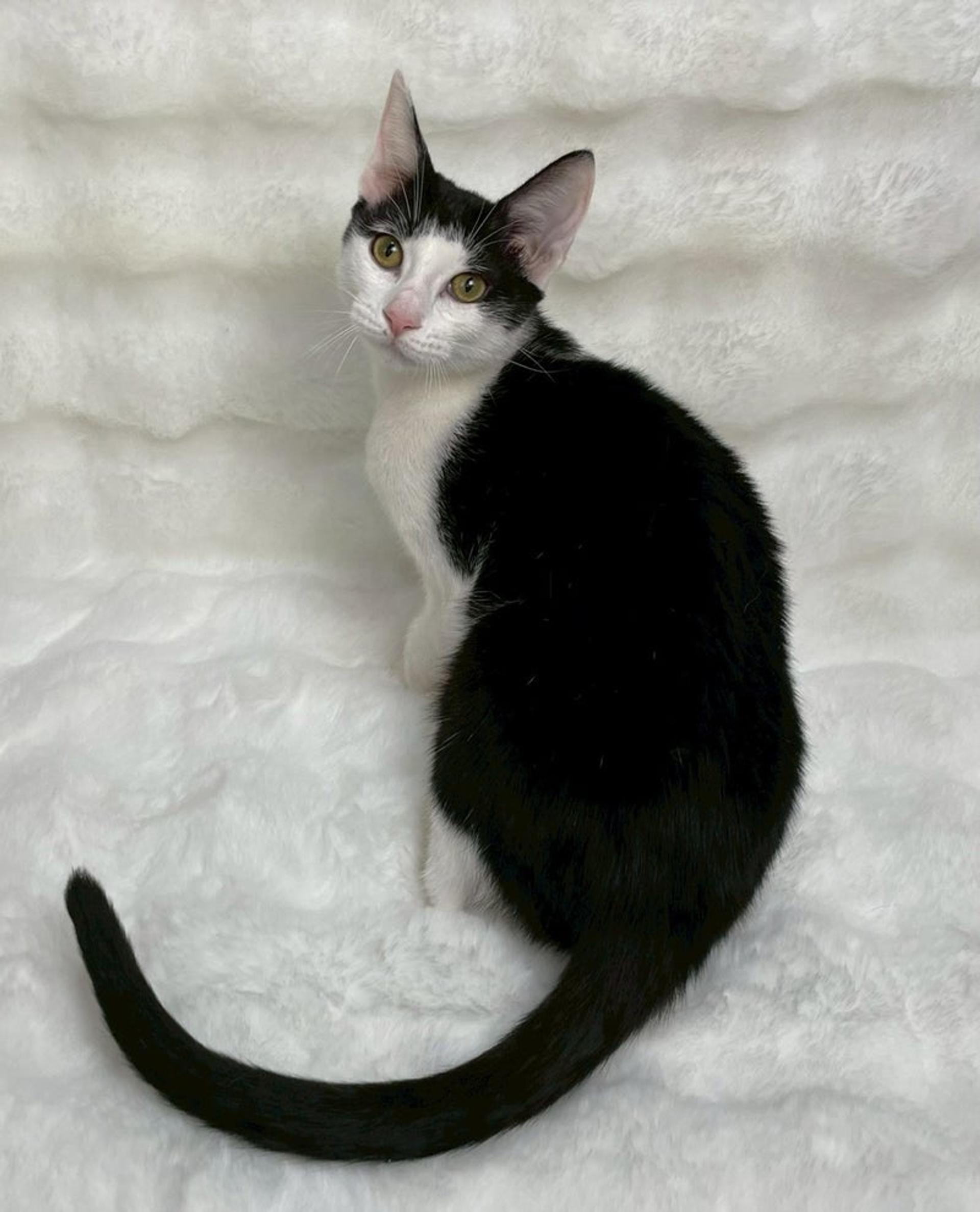 pet-image-4