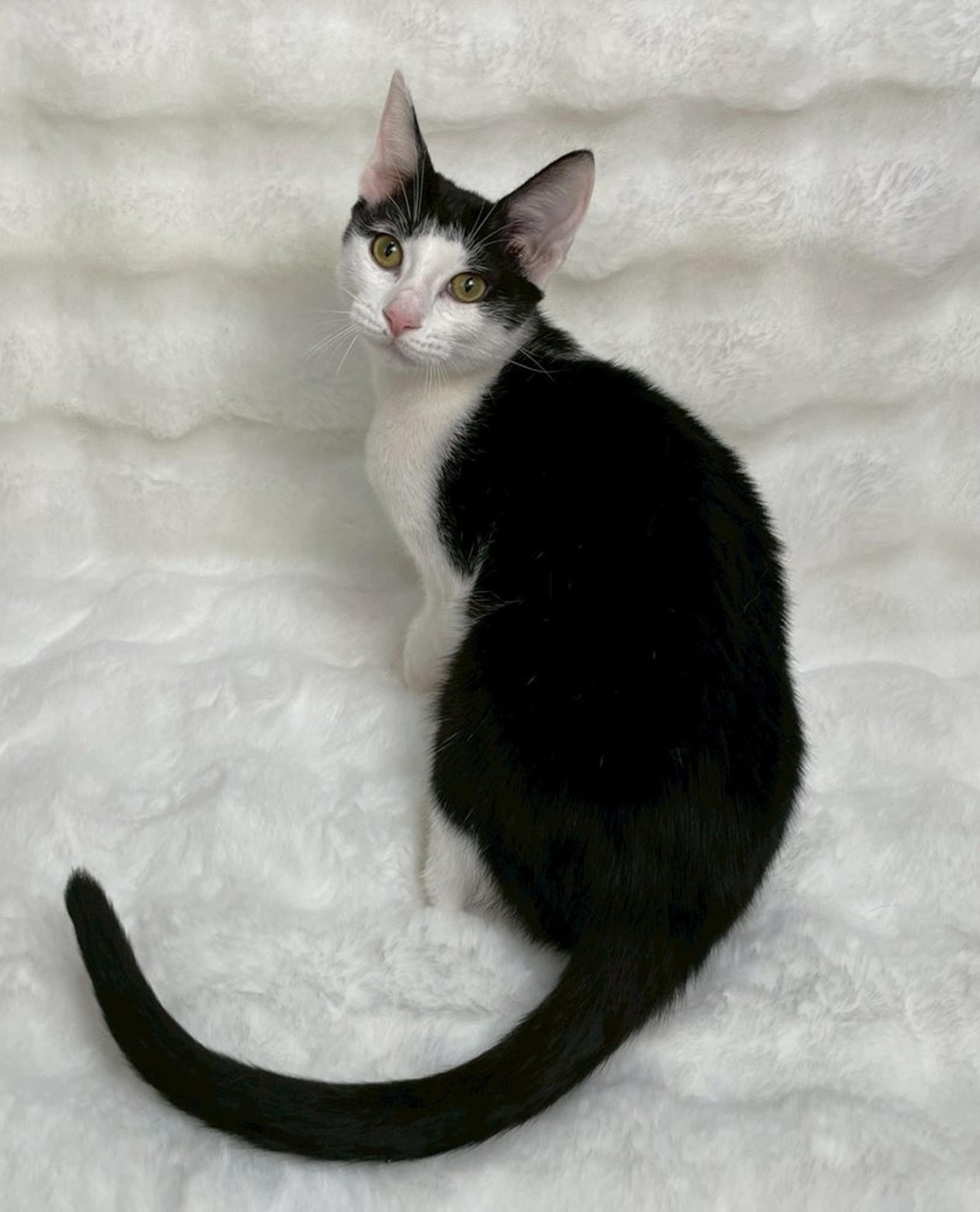 pet-image-4