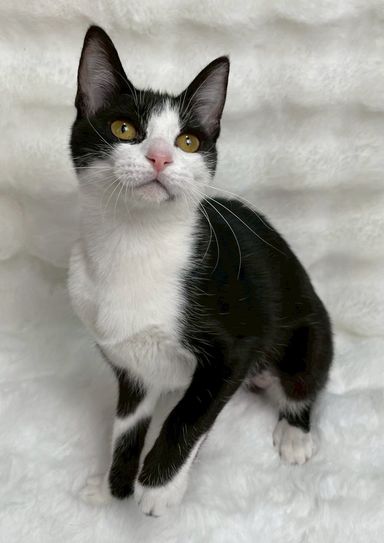 雑種（ミックス猫）・メスの里親募集の写真