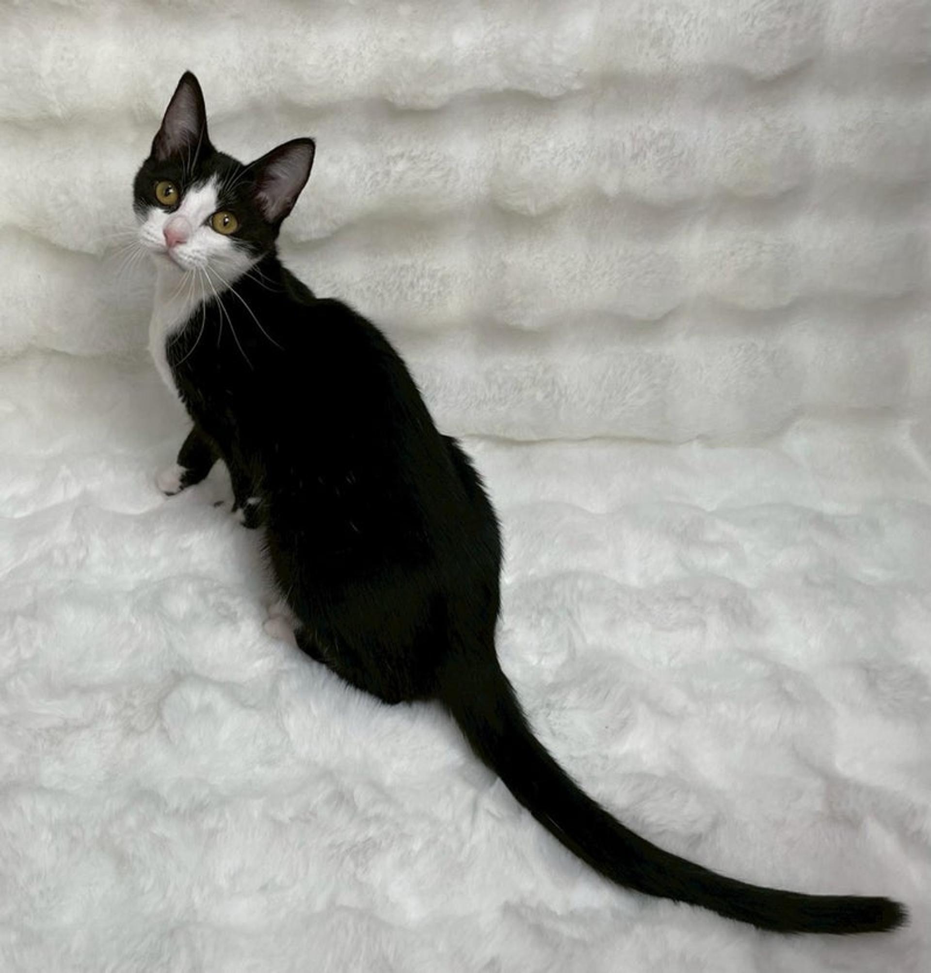 pet-image-3