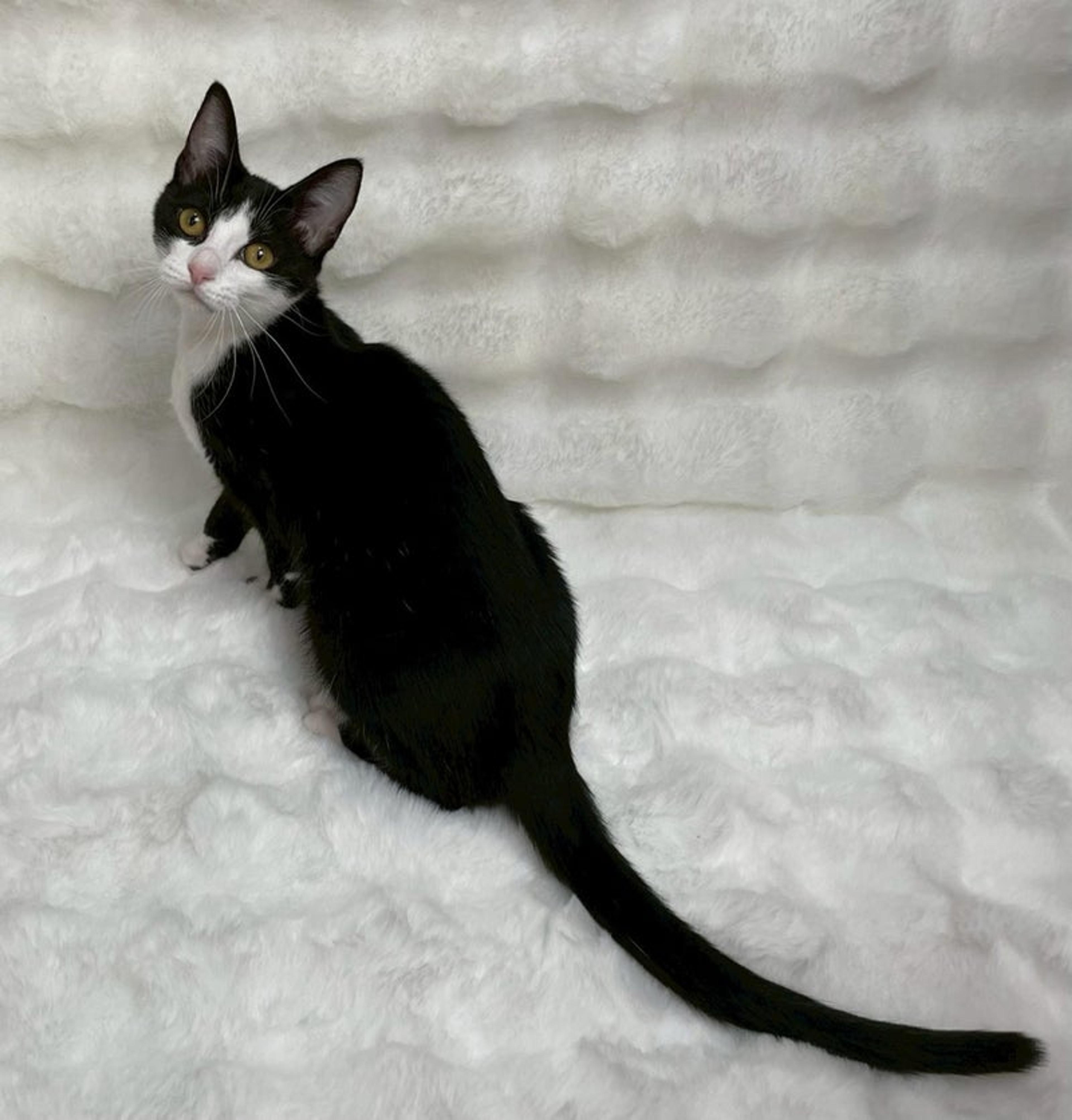 pet-image-3