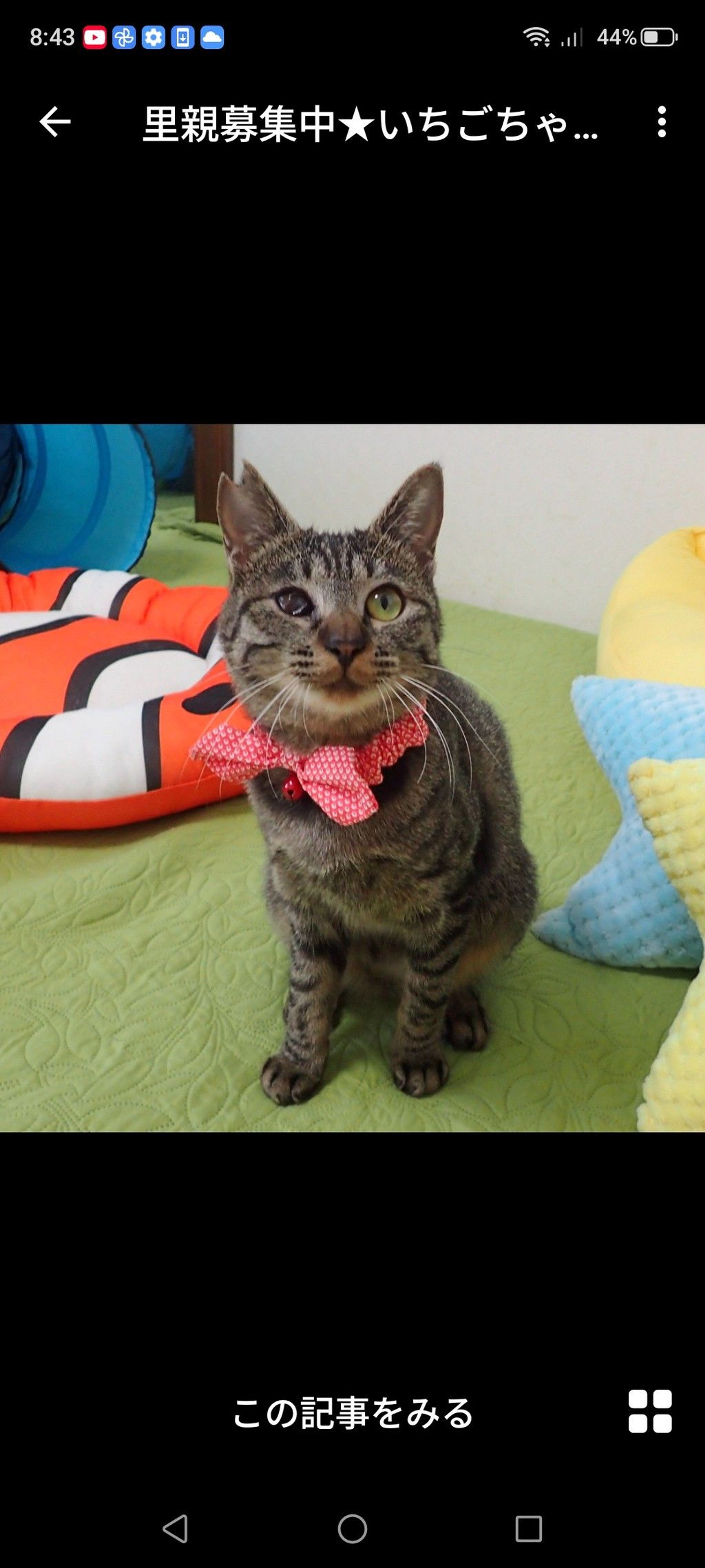 雑種（ミックス猫）・メスの里親募集の写真