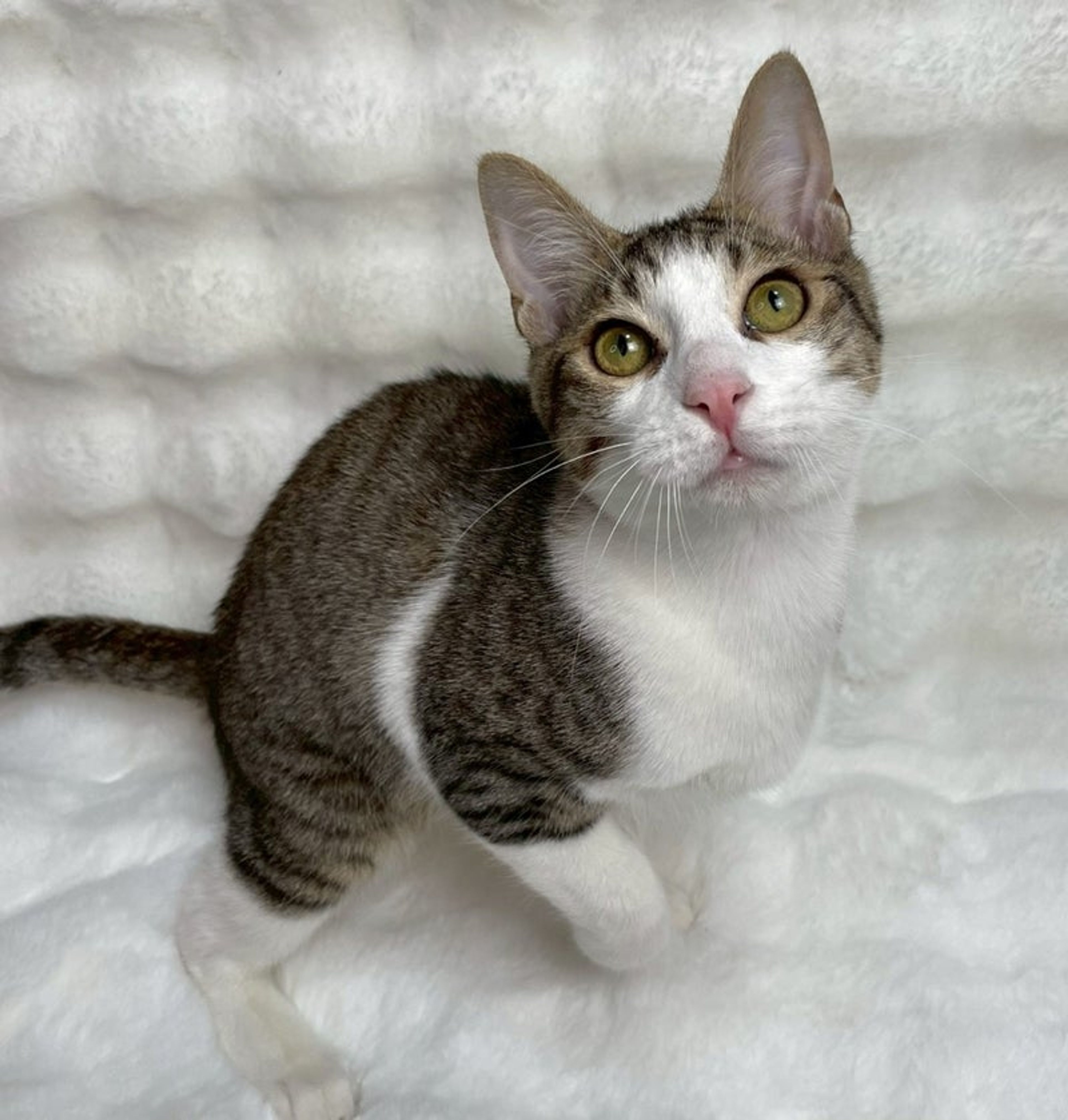 雑種（ミックス猫）・オスの里親募集の写真