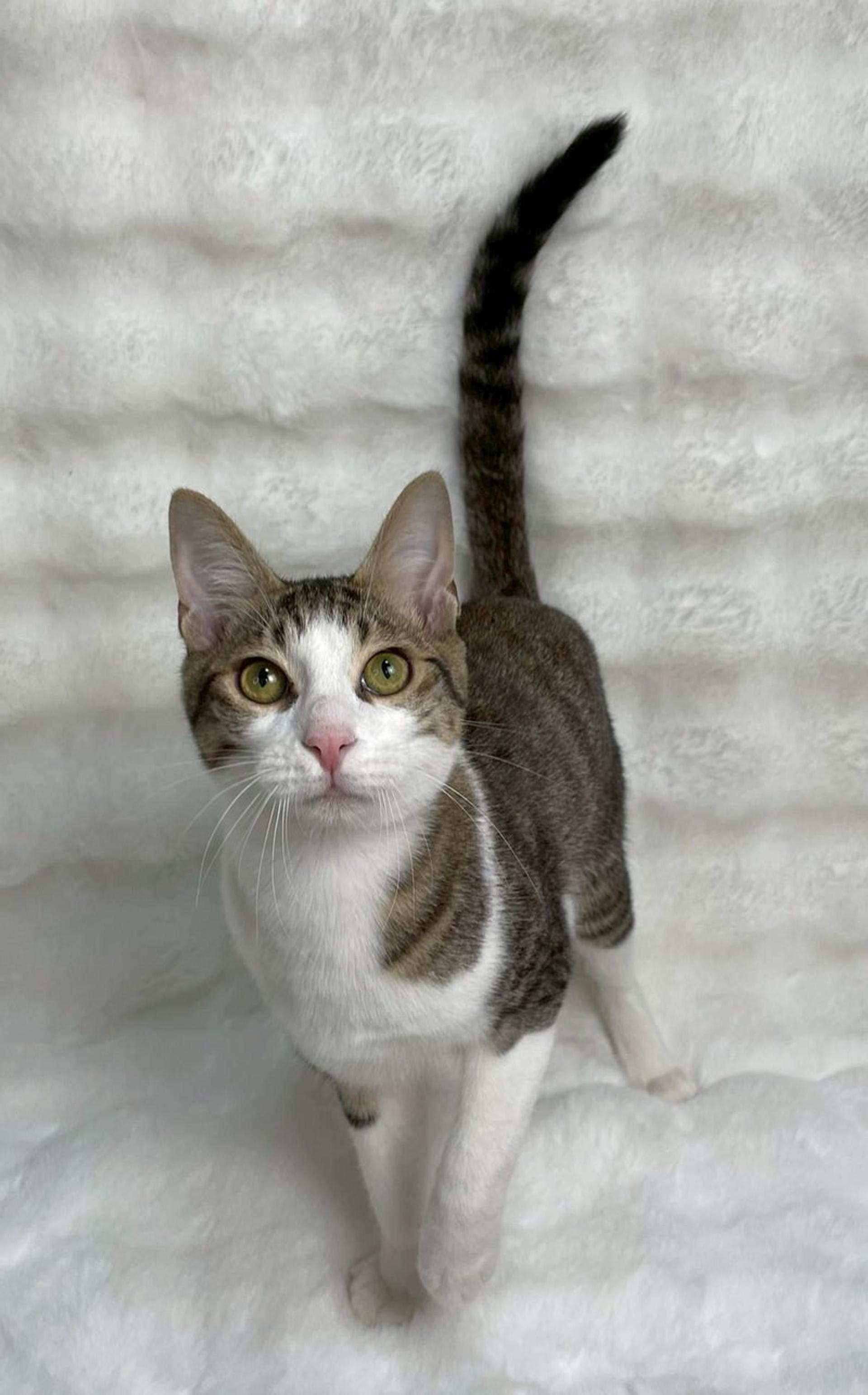 pet-image-4