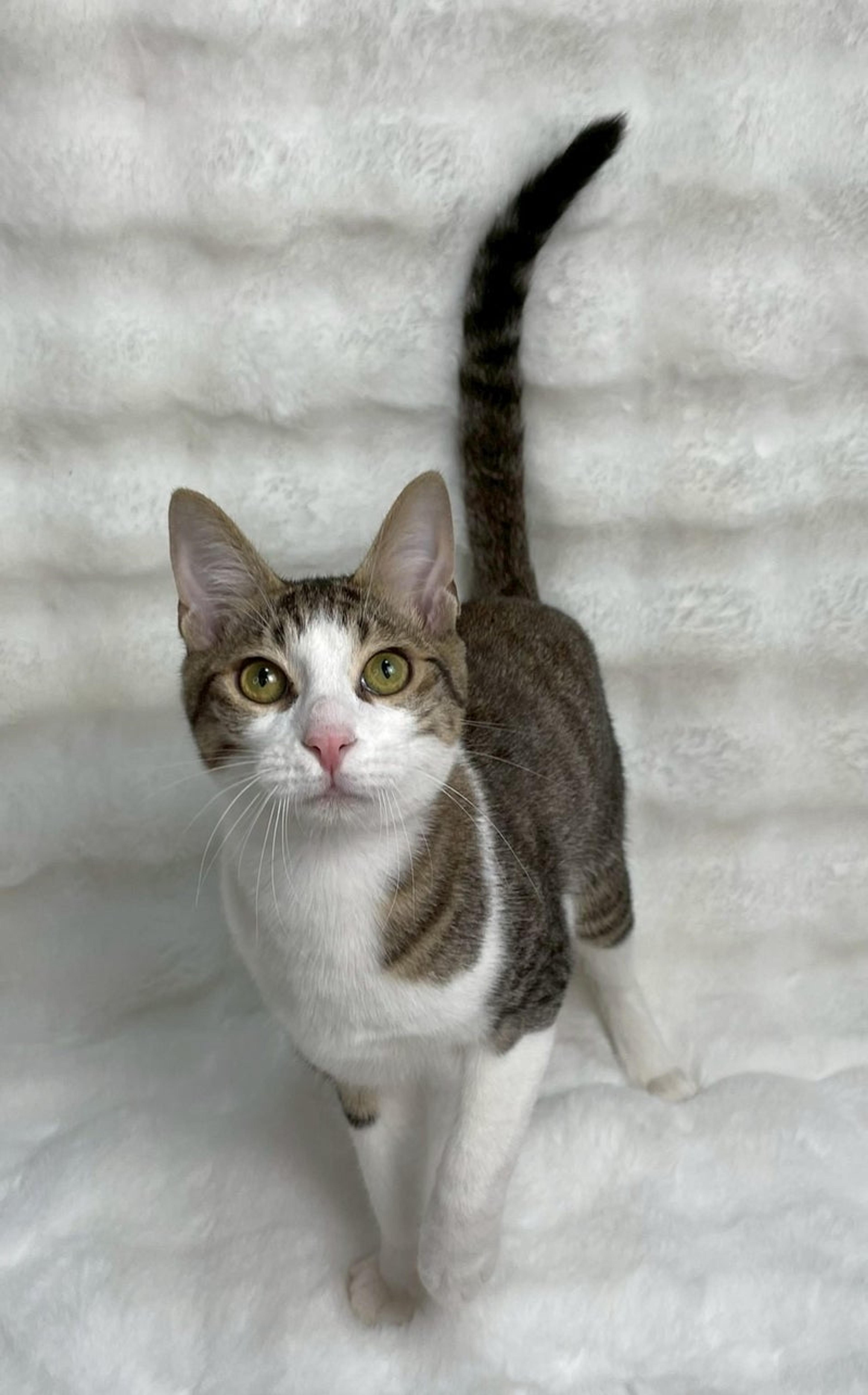 pet-image-4
