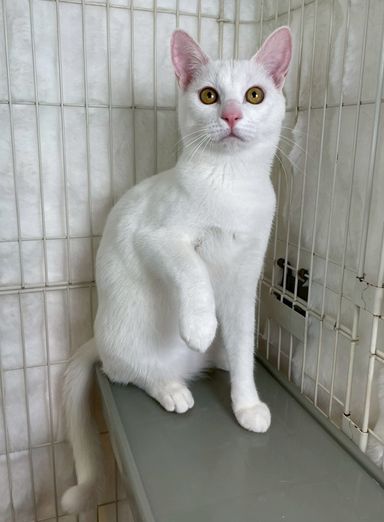 雑種（ミックス猫）・オスの里親募集の写真