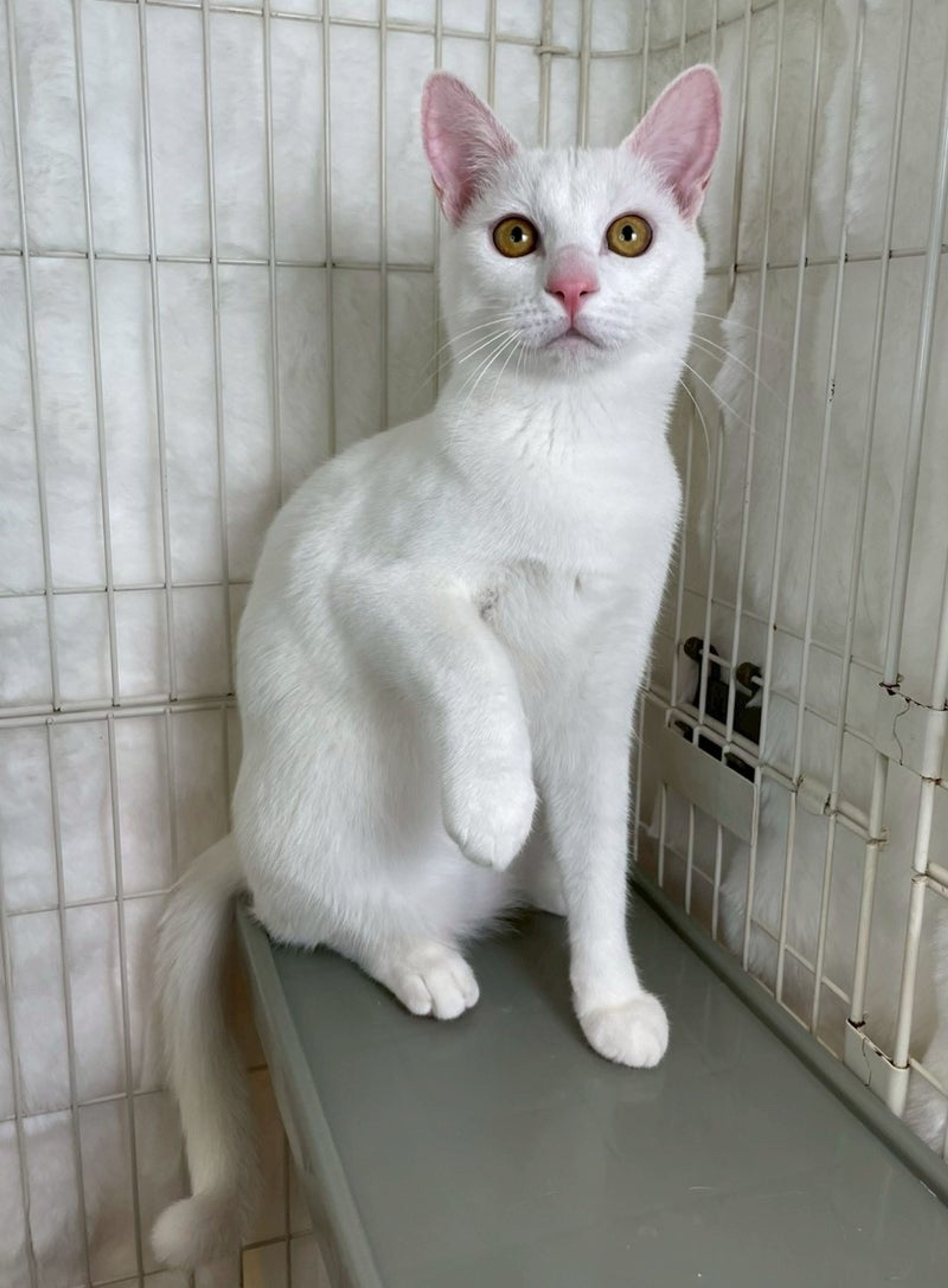 雑種（ミックス猫）・オスの里親募集の写真