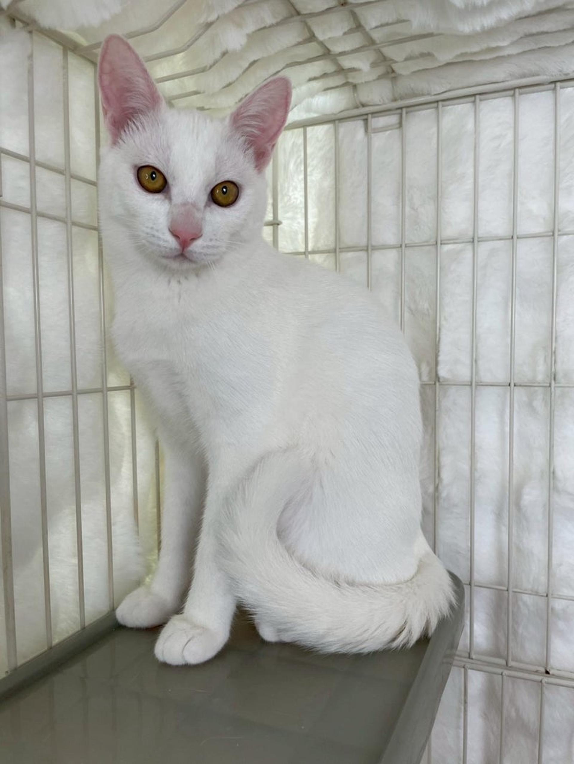 pet-image-2