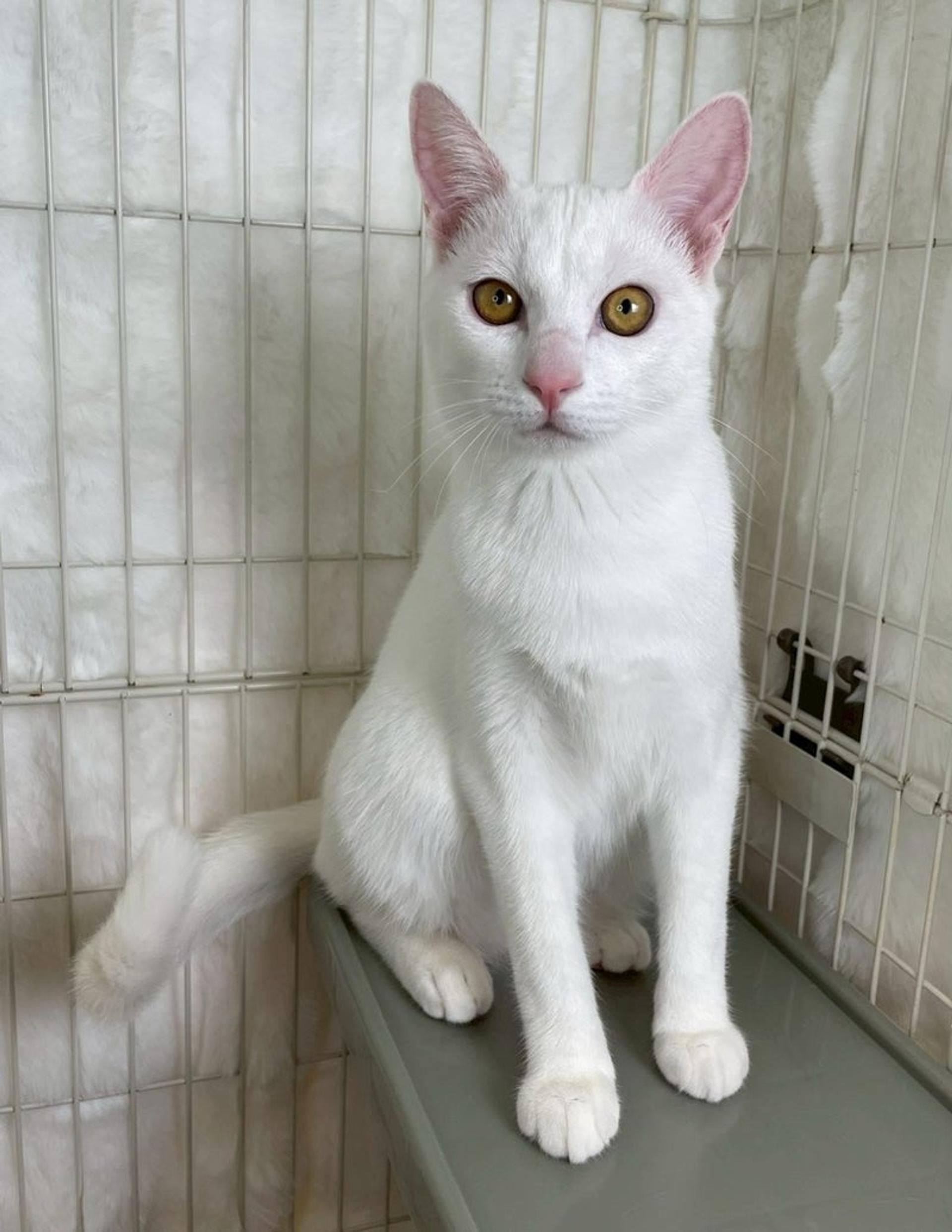 pet-image-3