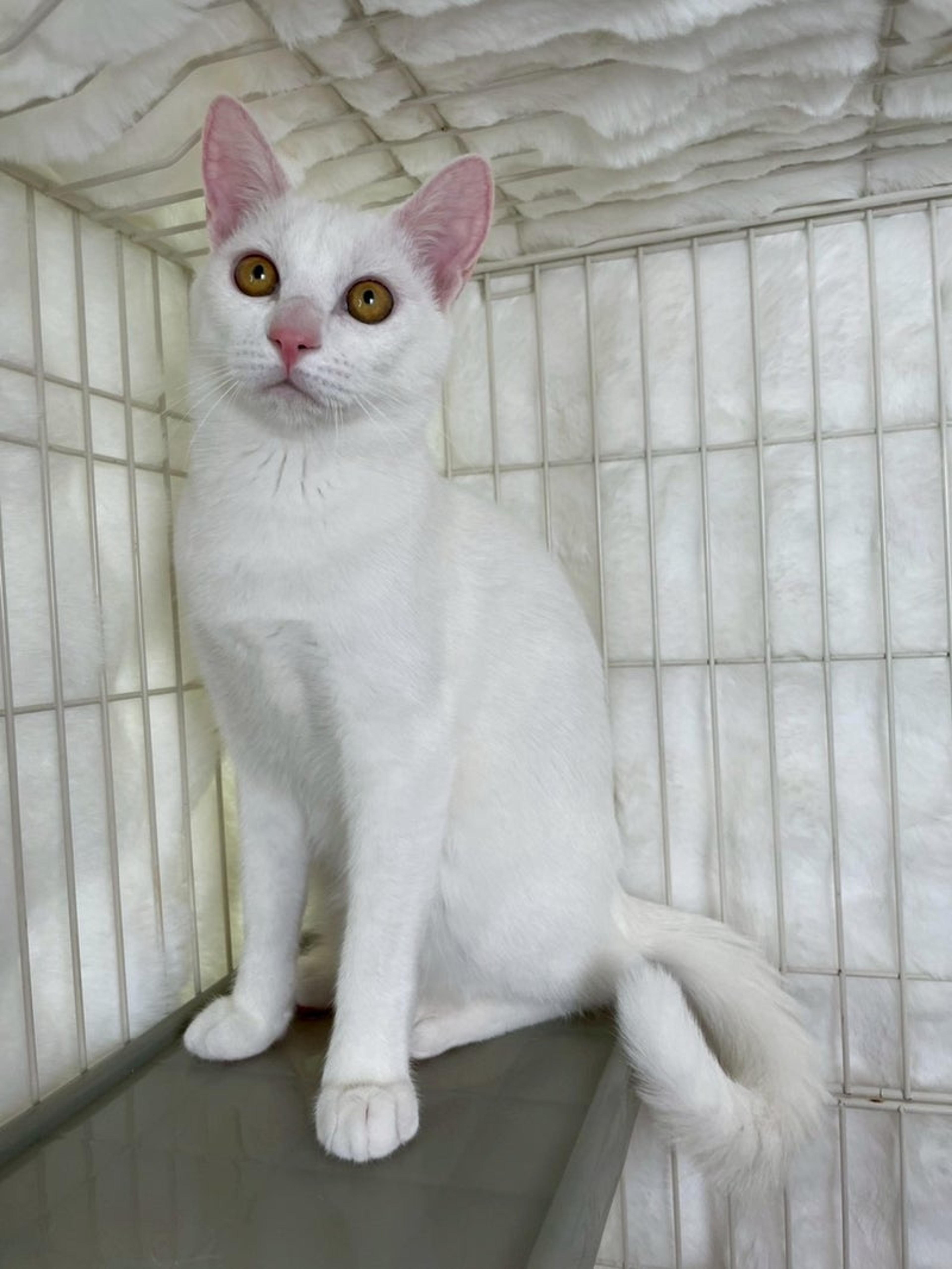 pet-image-4