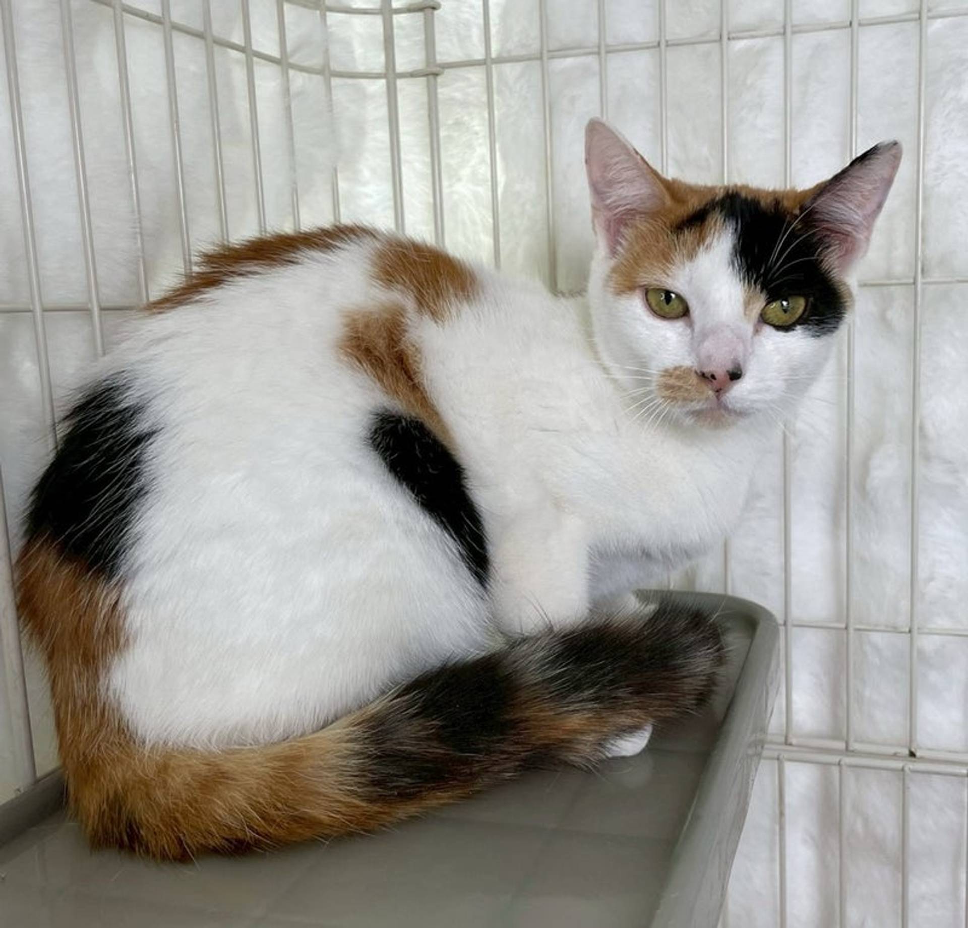 雑種（ミックス猫）・メスの里親募集の写真